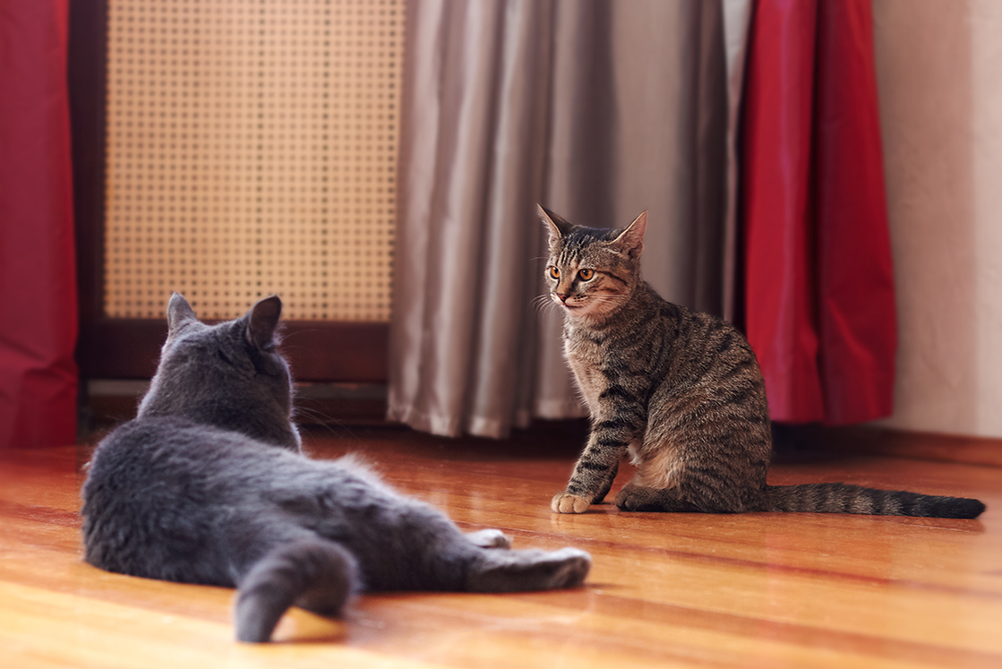 Mehrere Katzen aneinander gewöhnen