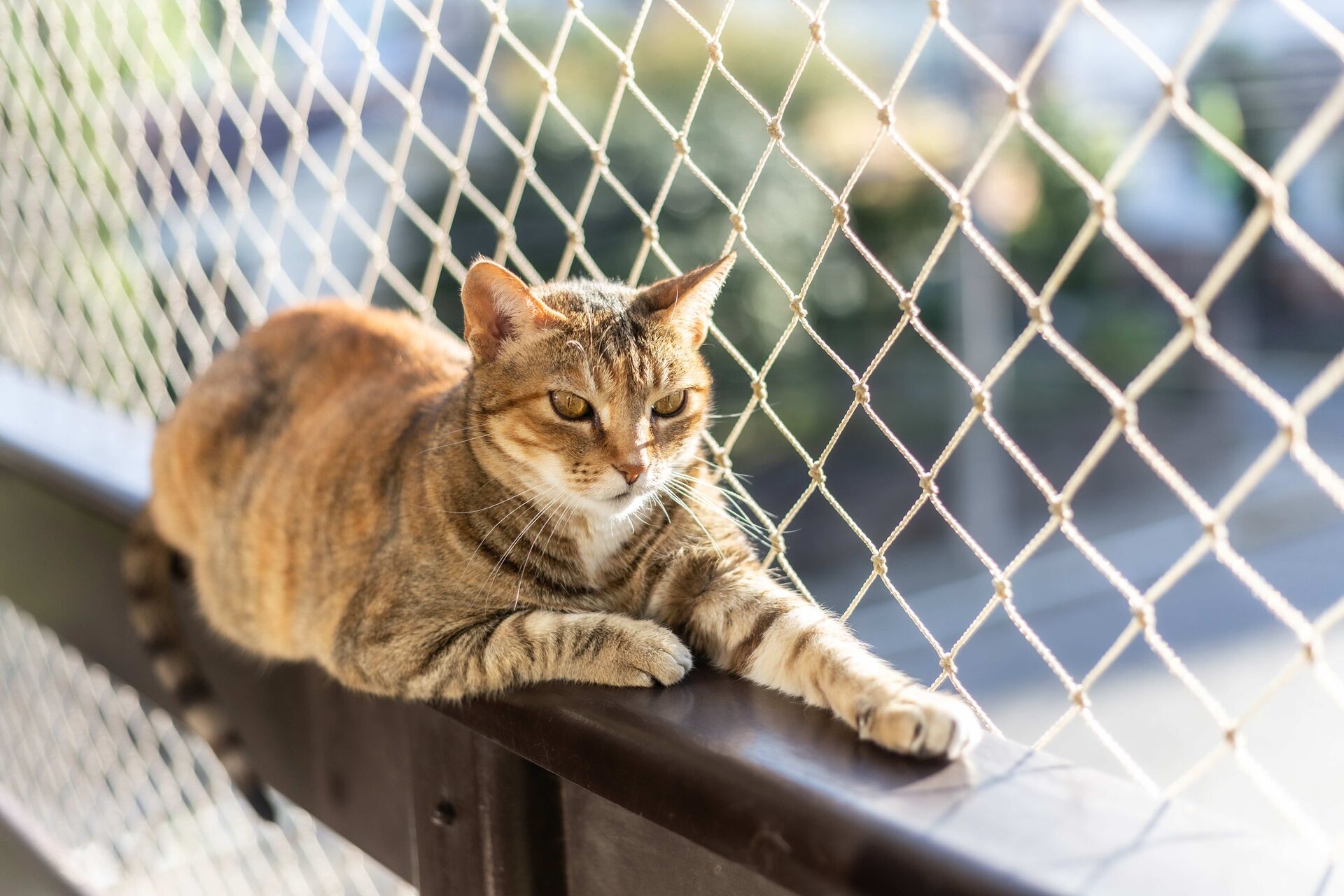 Katze liegt auf der Balkonbrüstung vor einem Katzennetz.