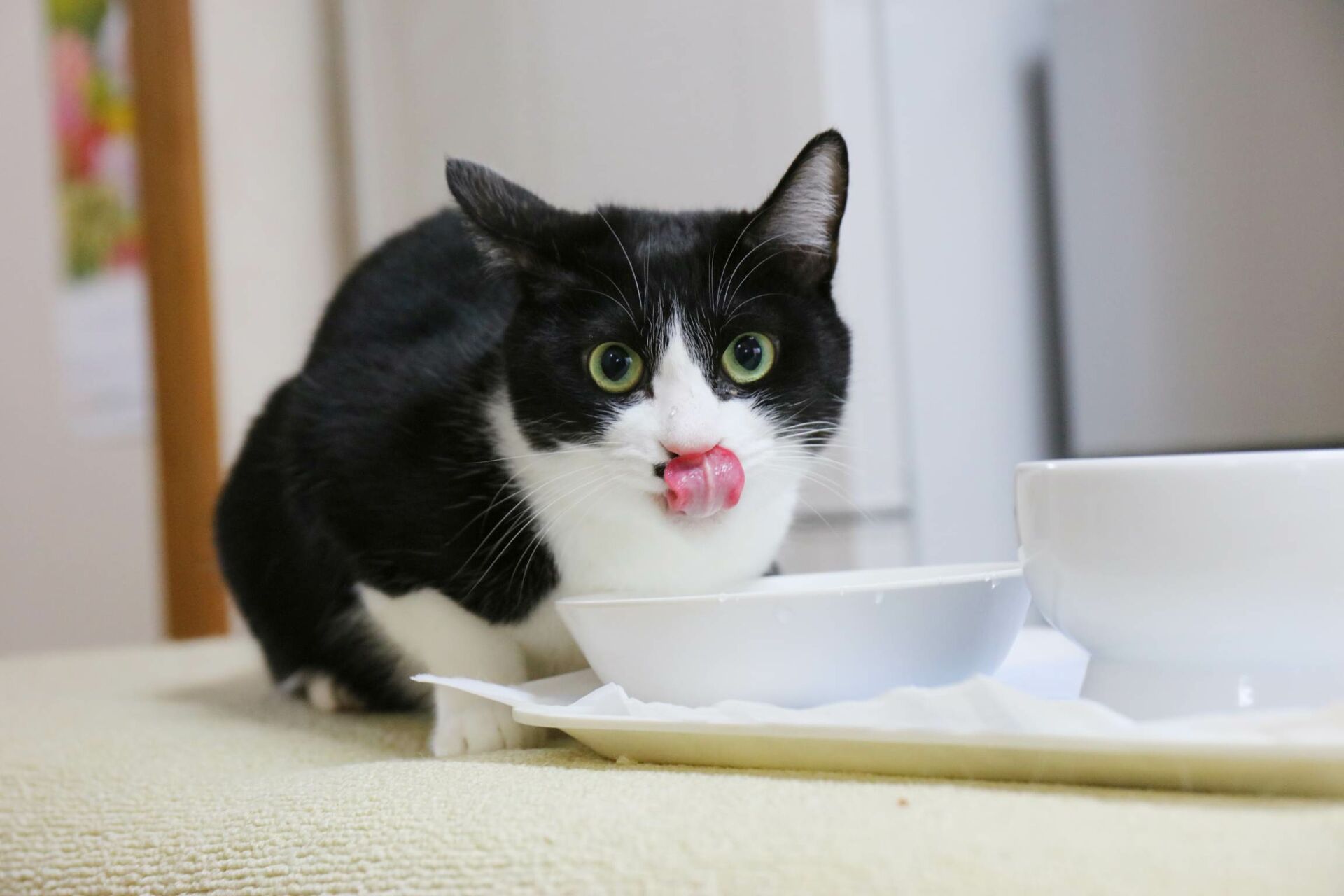 Katze sitzt neben Trinknapf und leckt sich das Maul.