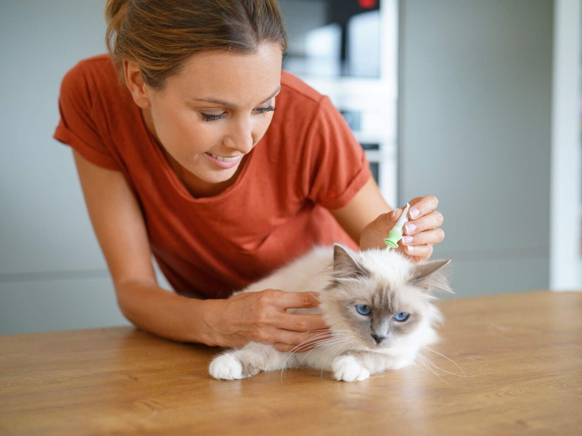 Flöhe bei Katzen