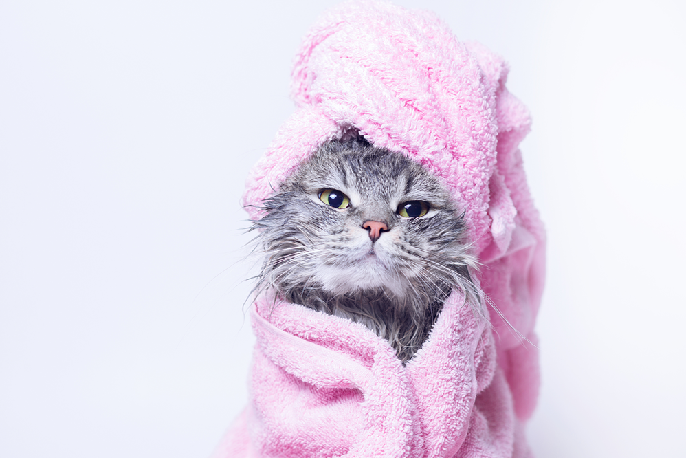 Katzen baden?