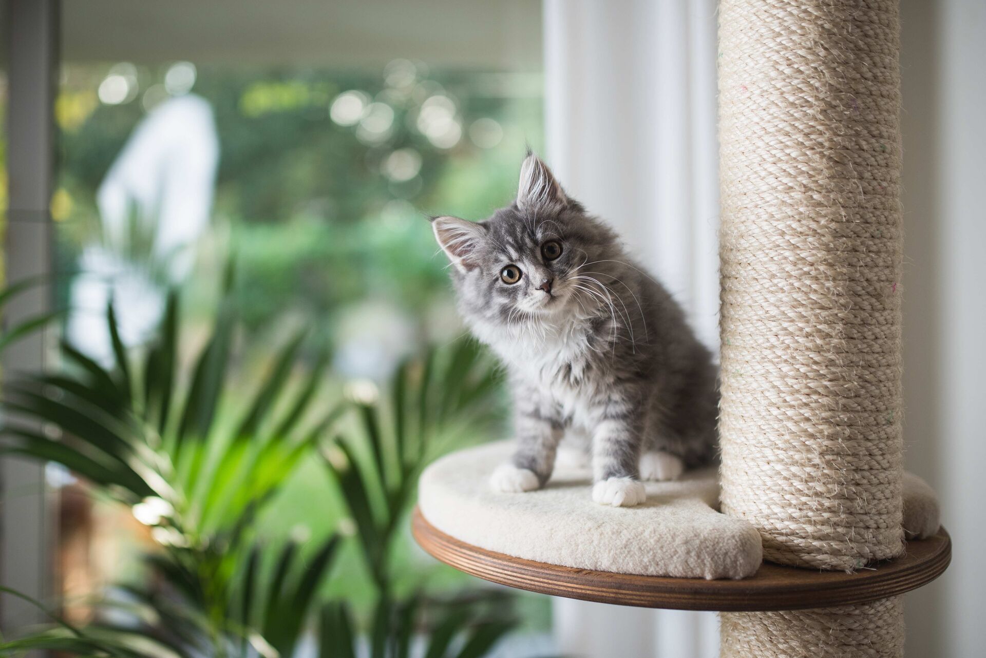 Eine Maine-Coon-Katze sitzt auf der Plattform eines Kratzbaumes.