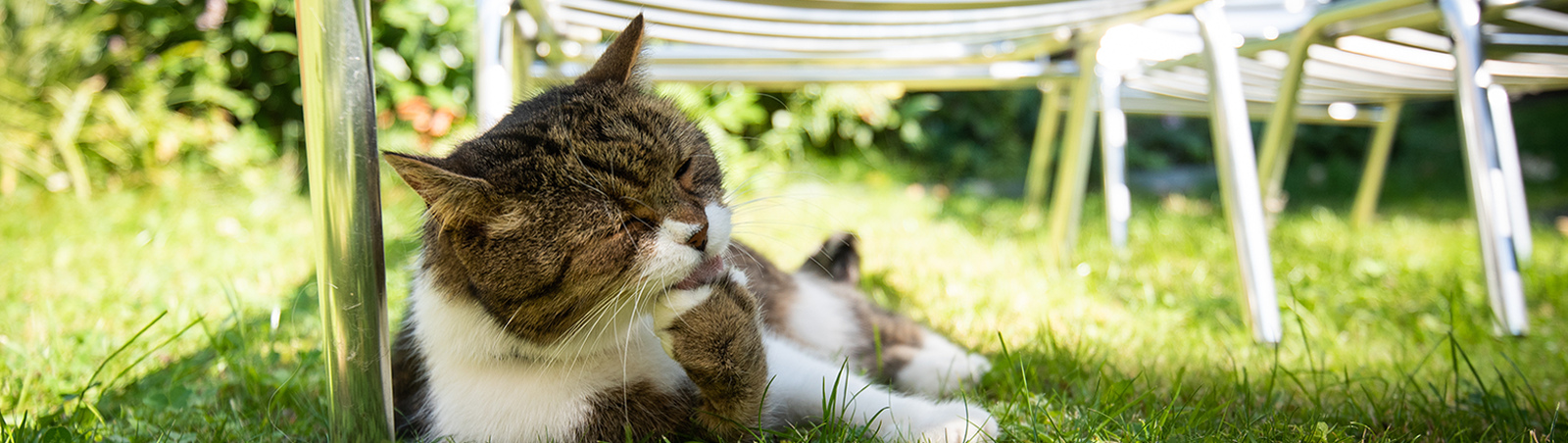 Eine Katze liegt an einem Sommertag unter einem Stuhl im Schatten.