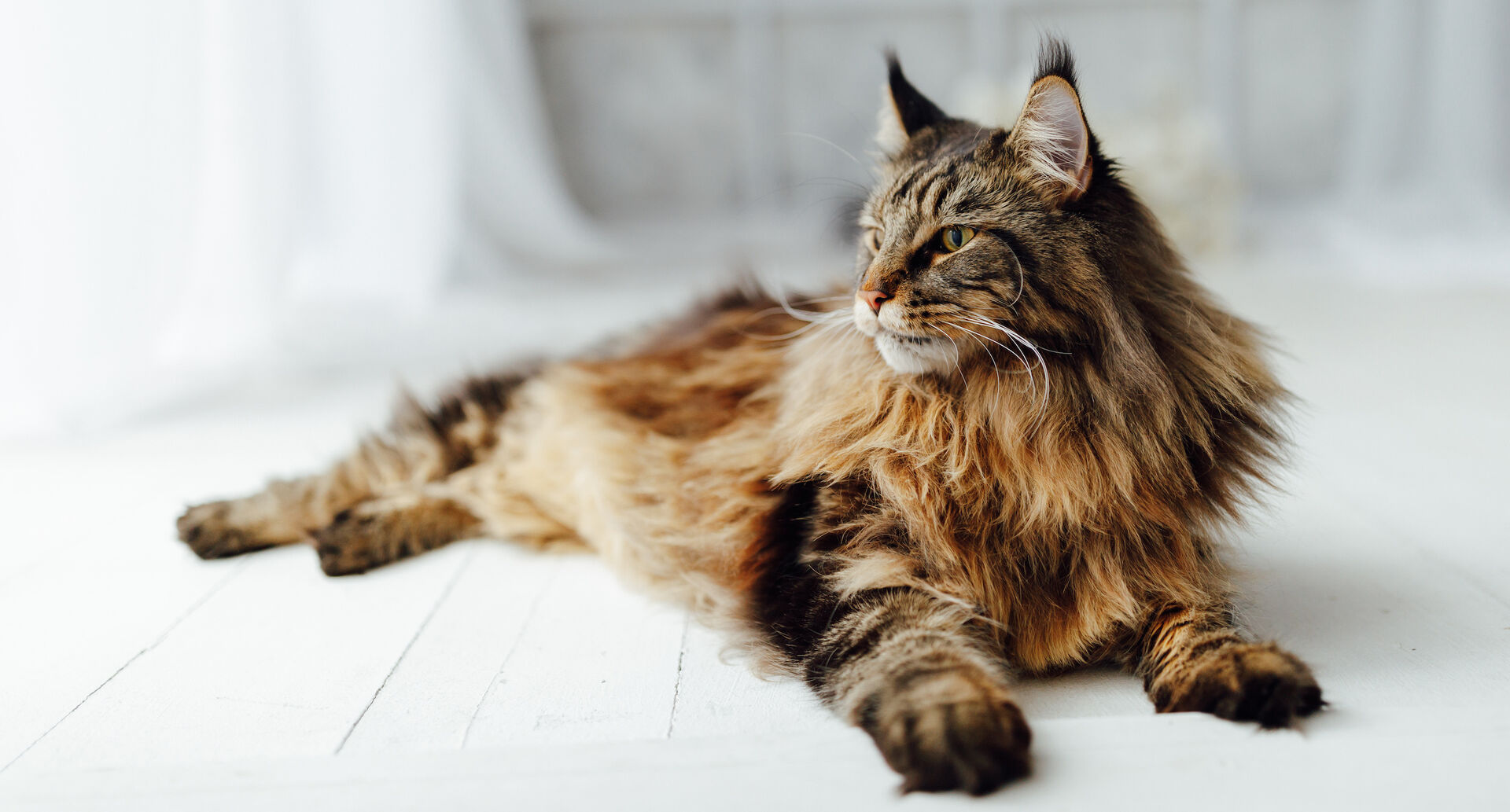 Eine Maine-Coon-Katze liegt auf der Seite.