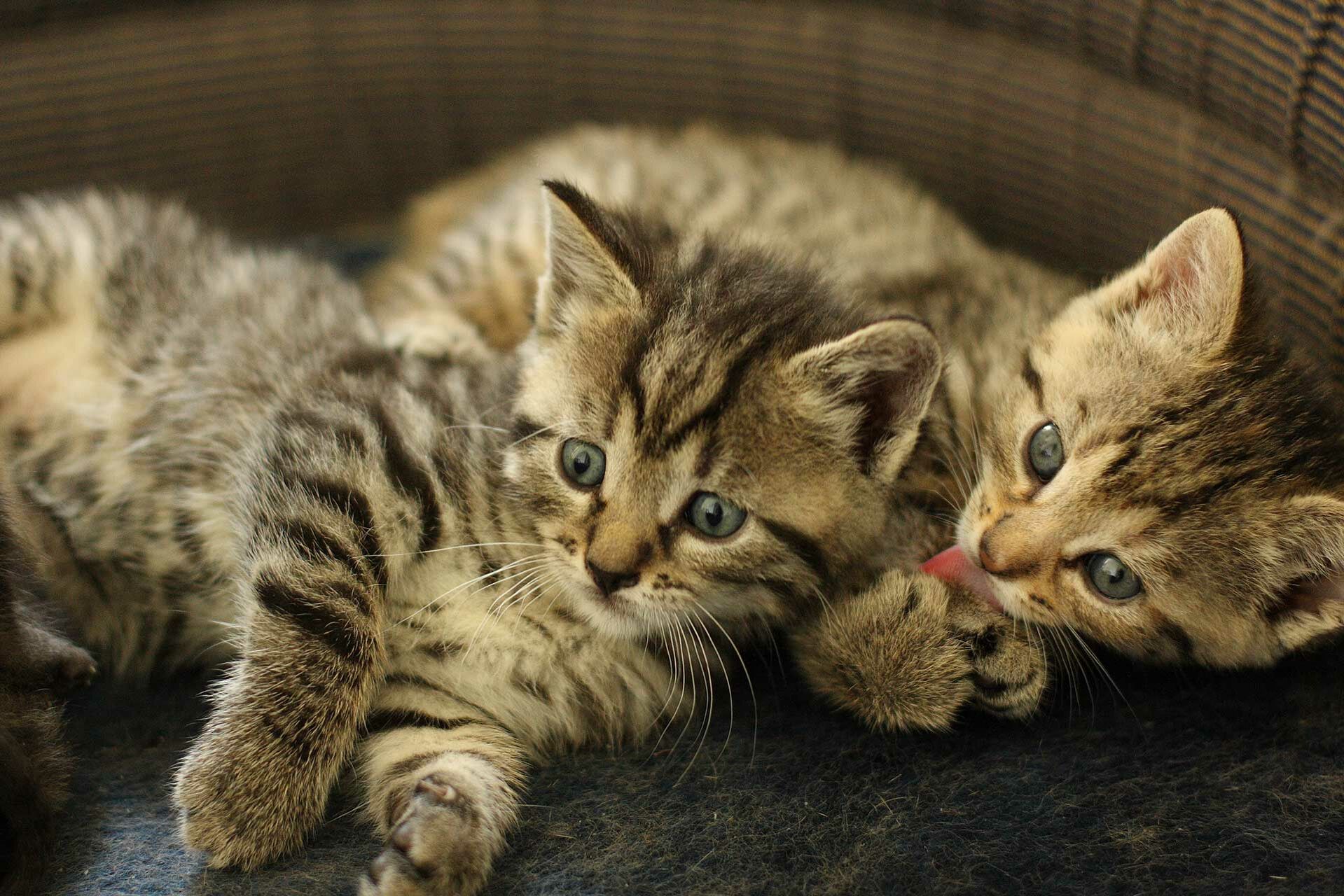 Zwei Kitten liegen dicht nebeneinander.