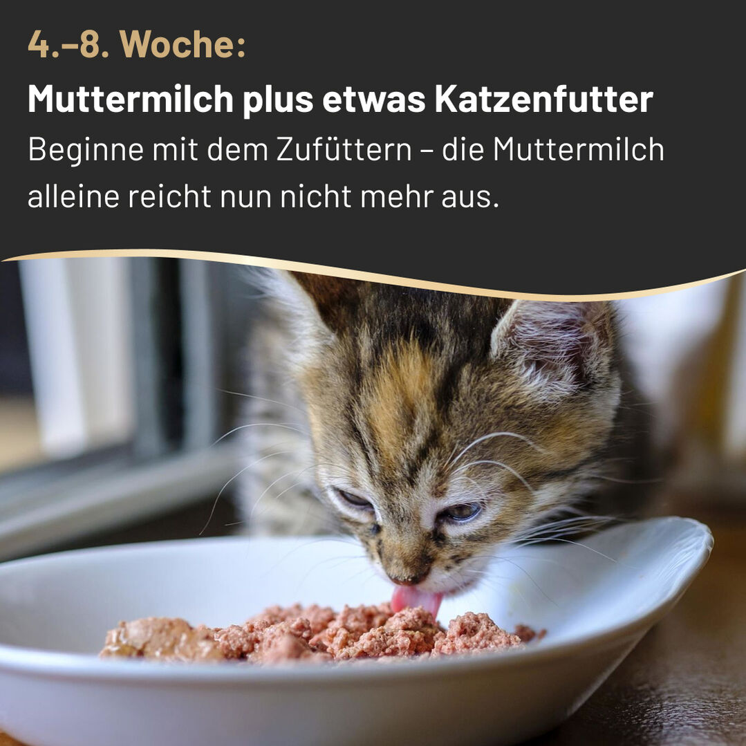 Slide 3: 4. bis 8. Woche Muttermilch mit etwas Katzenfutter