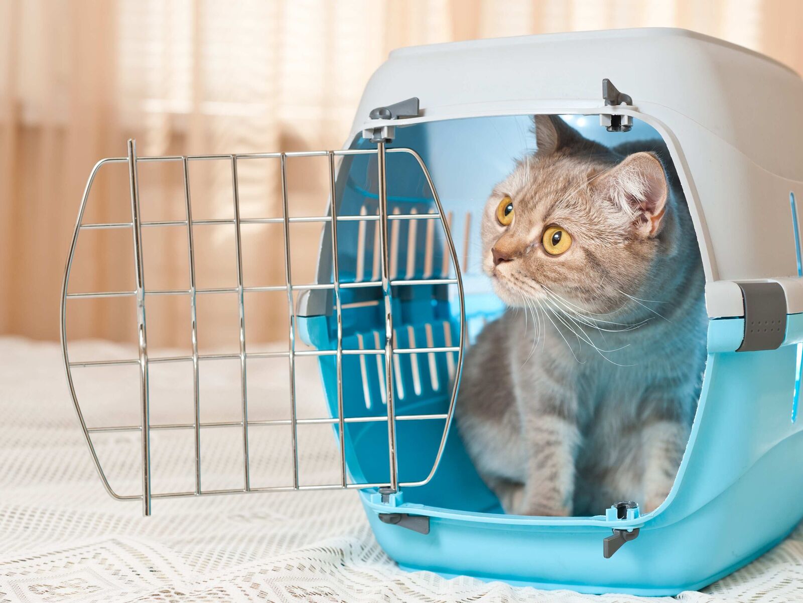 Die Erstausstattung für Ihre Katze