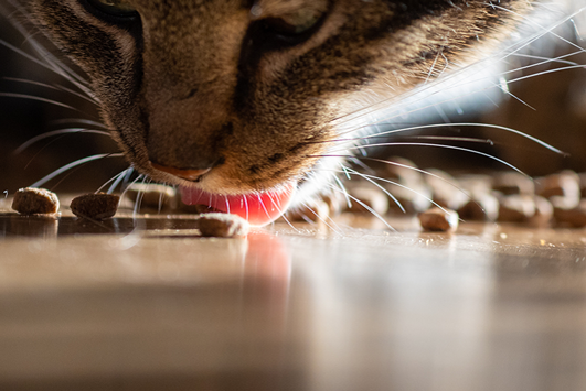 Nahaufnahme einer Katze, die Trockenfutter vom Boden frisst