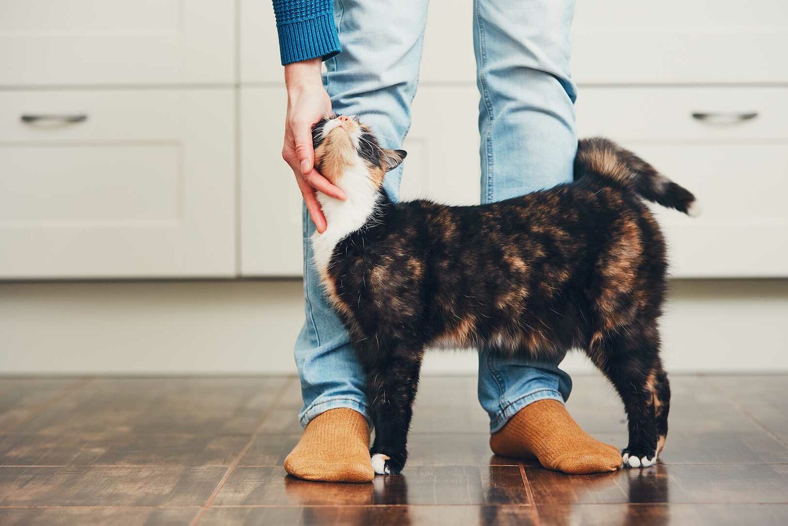 Eine Katze streicht um die Beine einer Person, die sich herab beugt und sie krault.