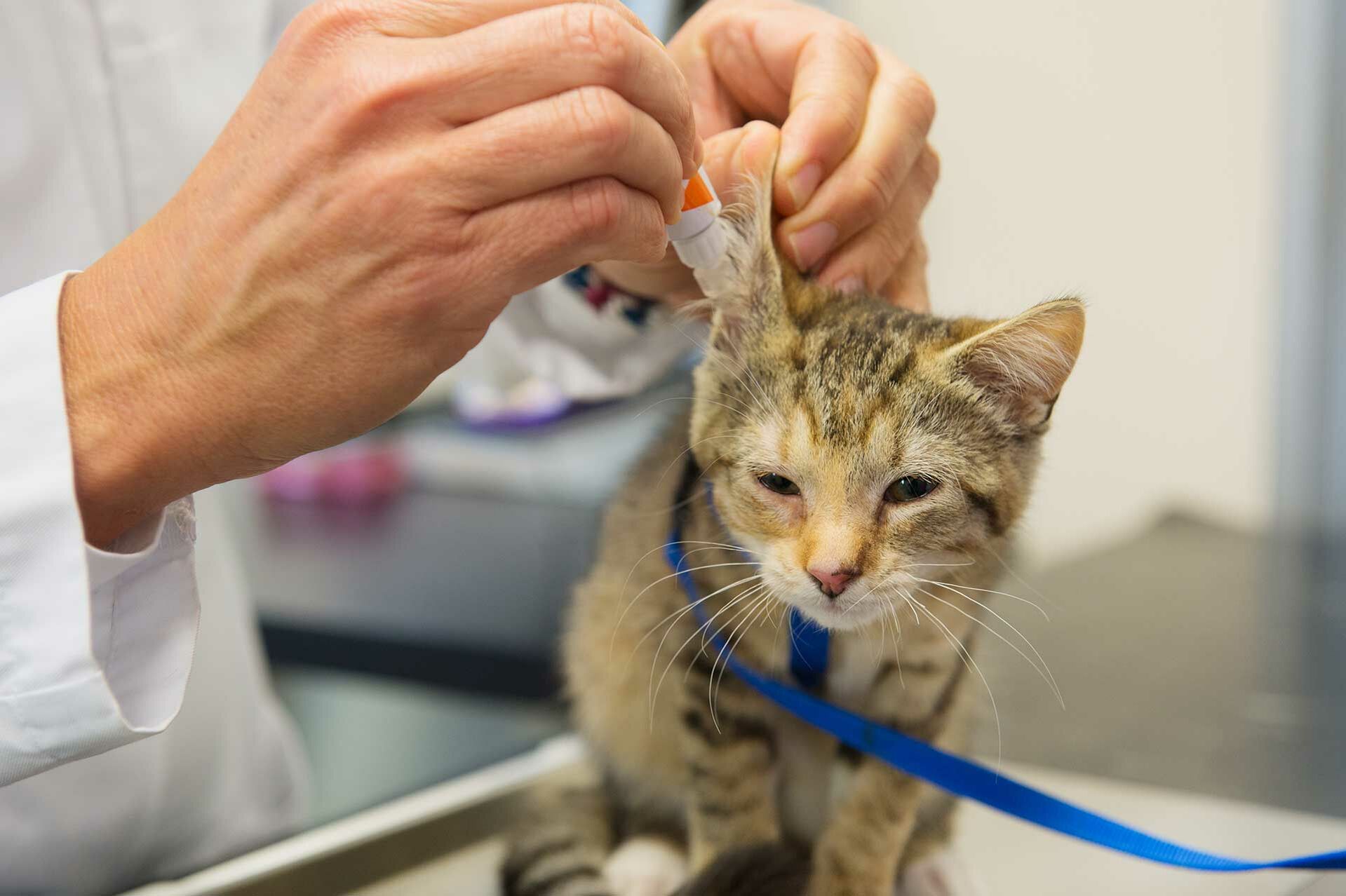 Ein Tierarzt verabreicht einer Katze Tropfen ins Ohr.