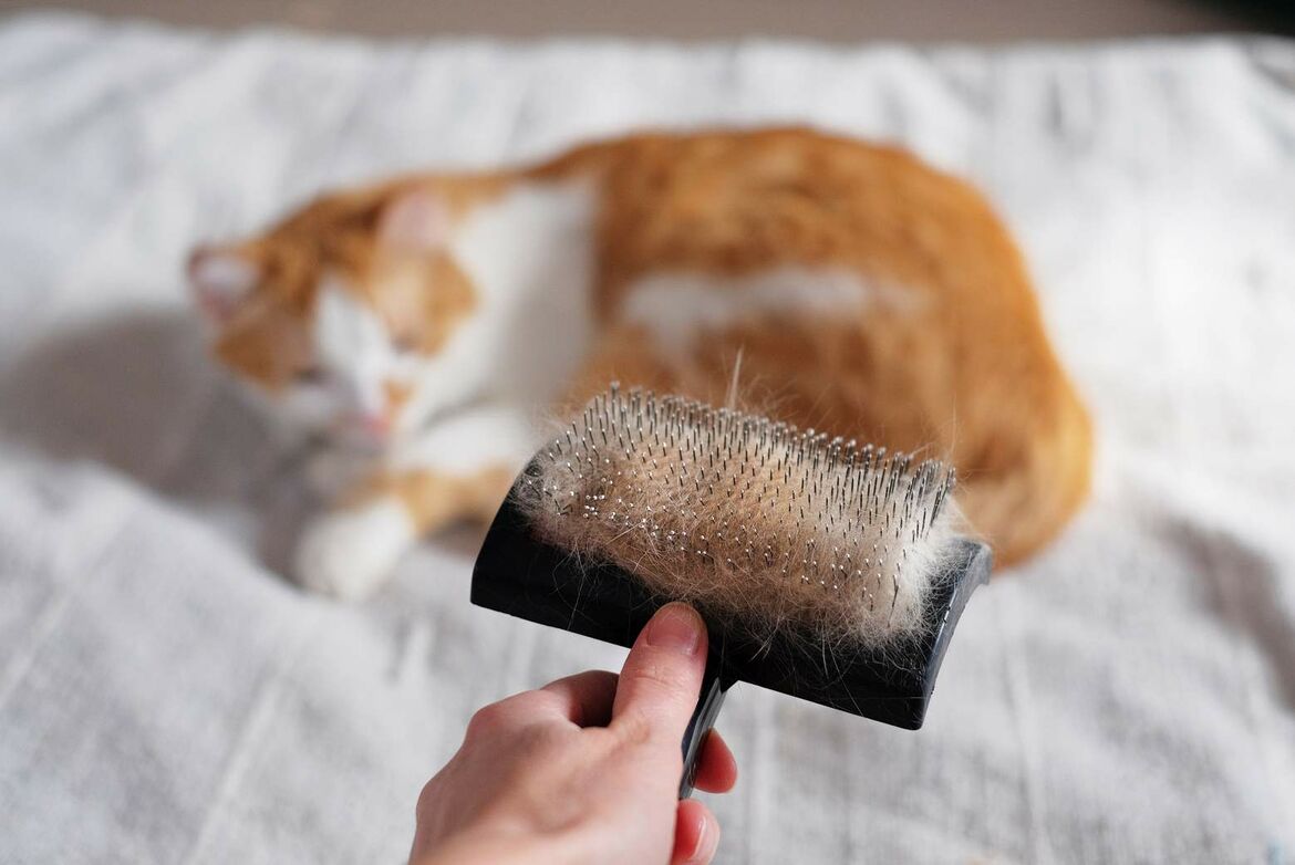 Ihre Katze verliert viel Fell? Miamor