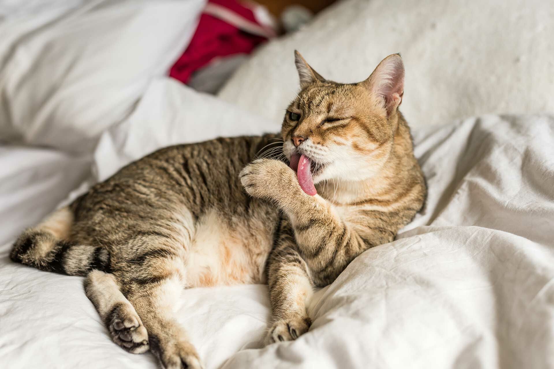 Malzpaste für Katzen – sinnvoll?