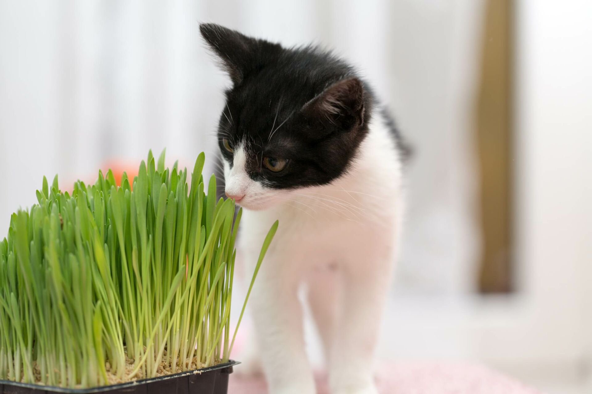 Schwarz-weiße Katze frisst Weizengras aus Topf.
