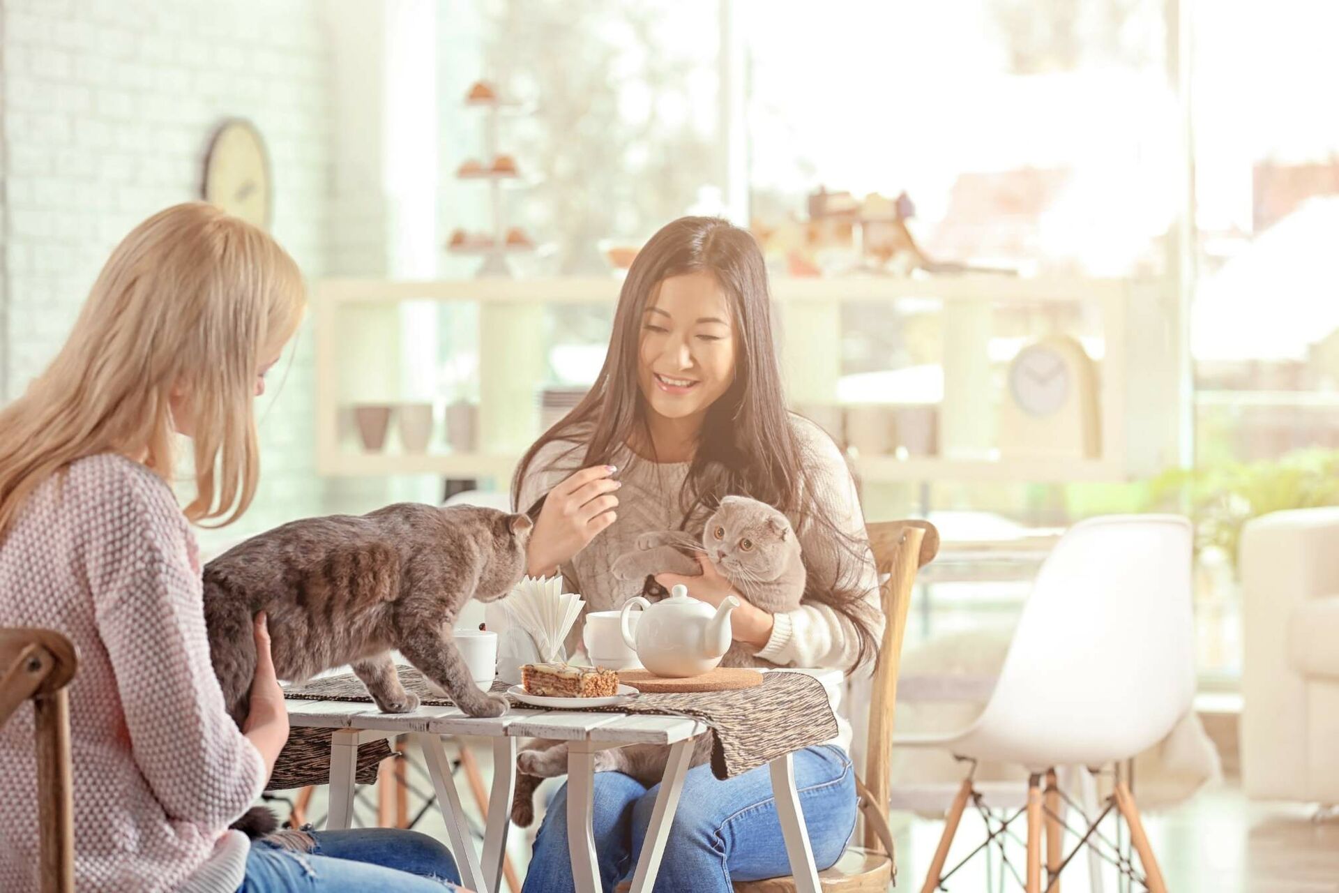 Zwei Frauen trinken Kaffee in einem Katzencafe und haben Katzen auf dem Schoß.