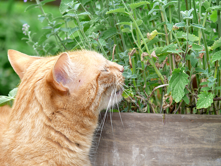 Eine Katze schnuppert an Katzenminze.