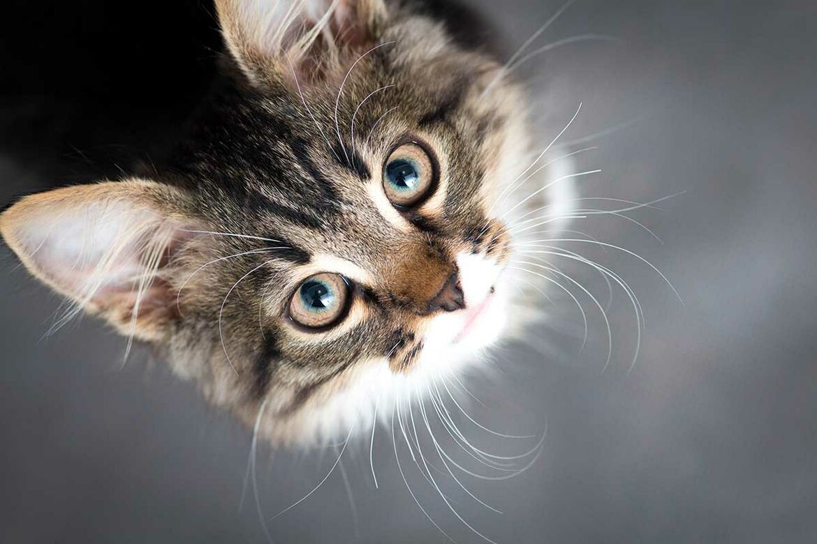 Eine Katze schaut sehr aufmerksam nach oben in die Kamera. 