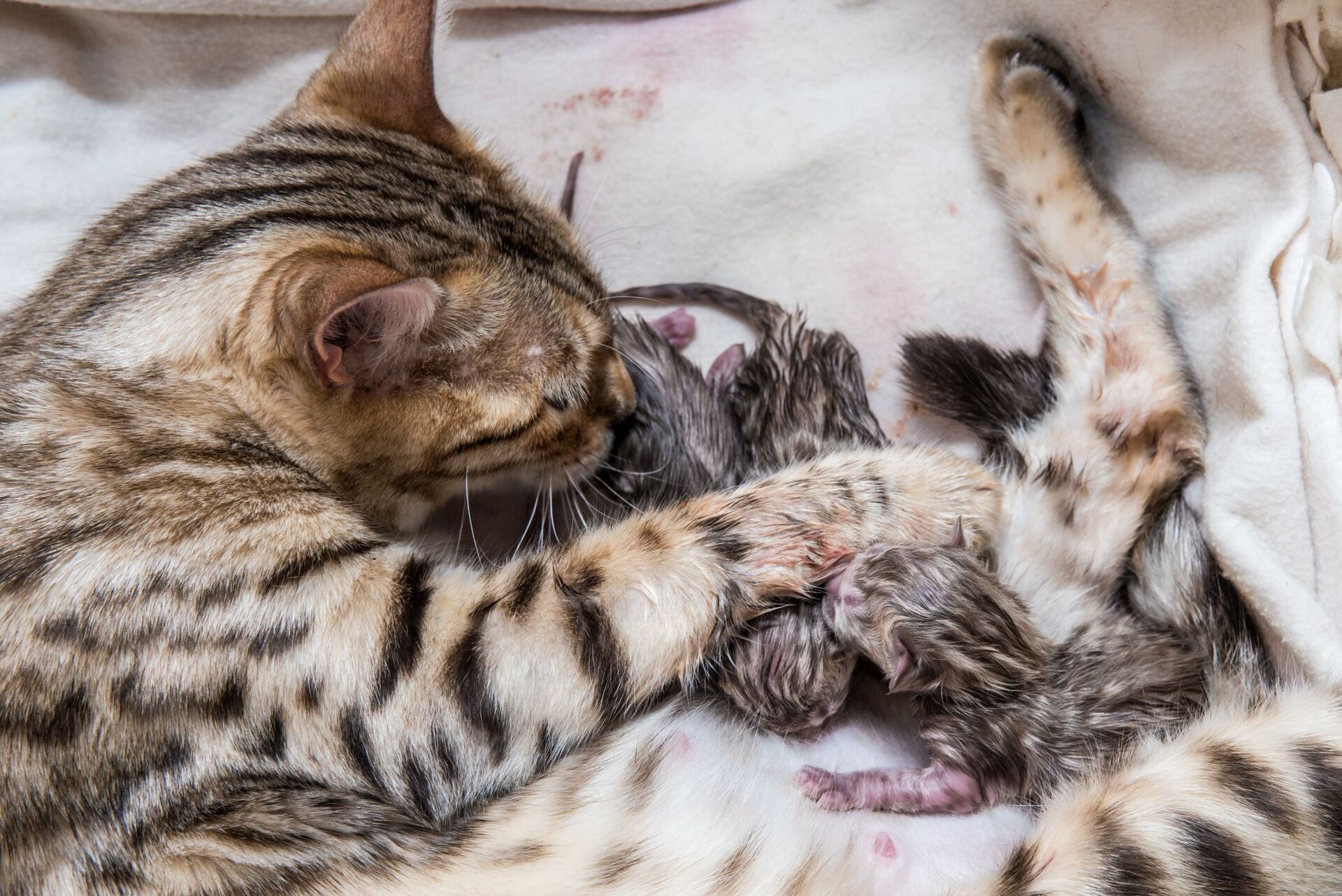 Katze leckt ihre Neugeborenen.