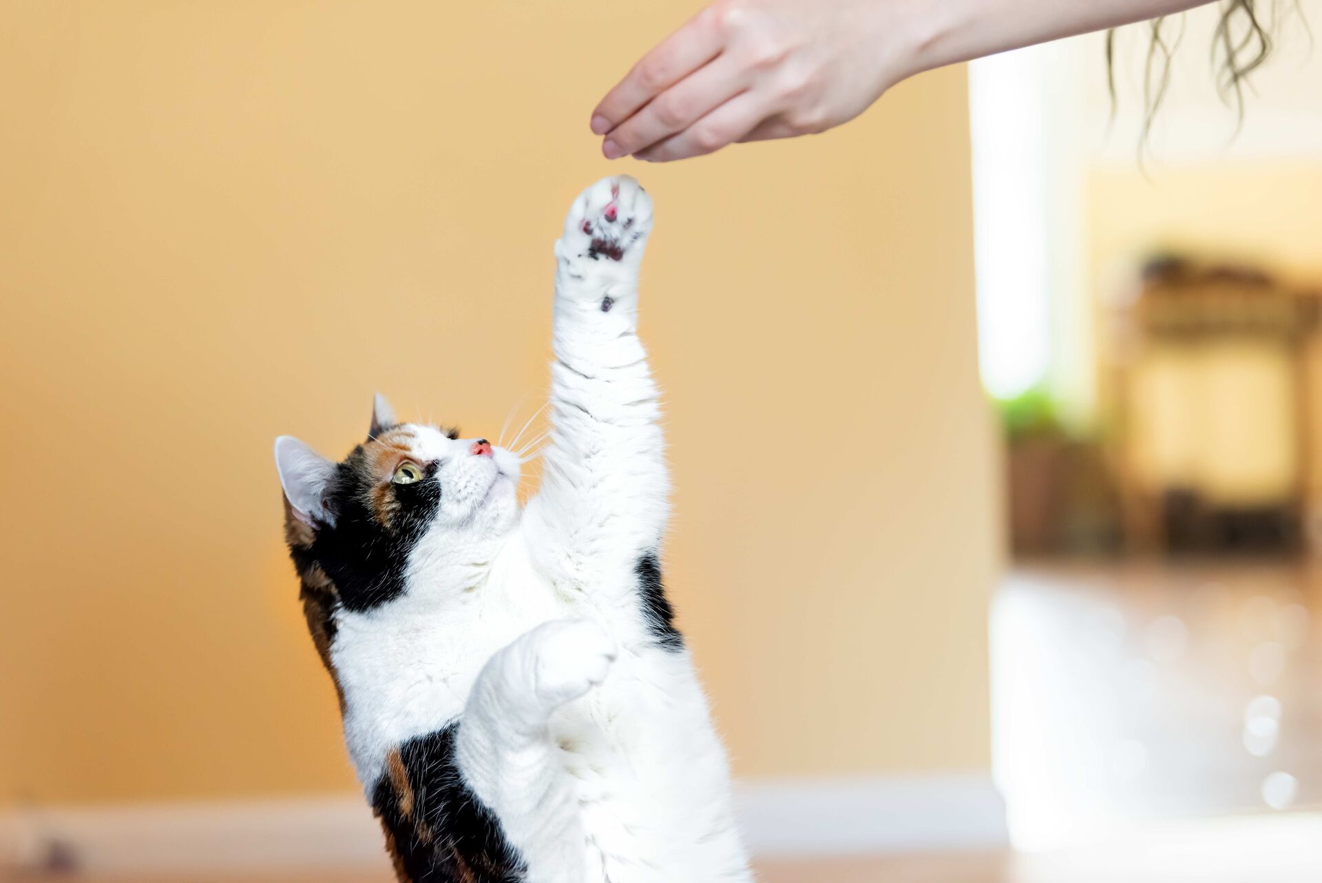 Bunt gescheckte Katze streckt sich nach einem Leckerli.