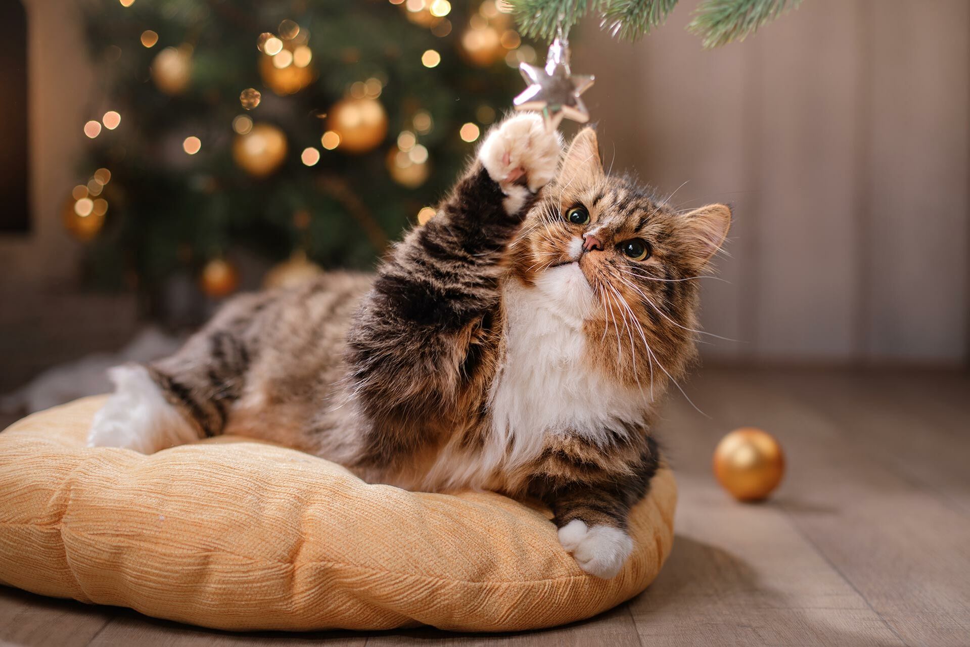 Entspannte Weihnachtszeit mit Katze