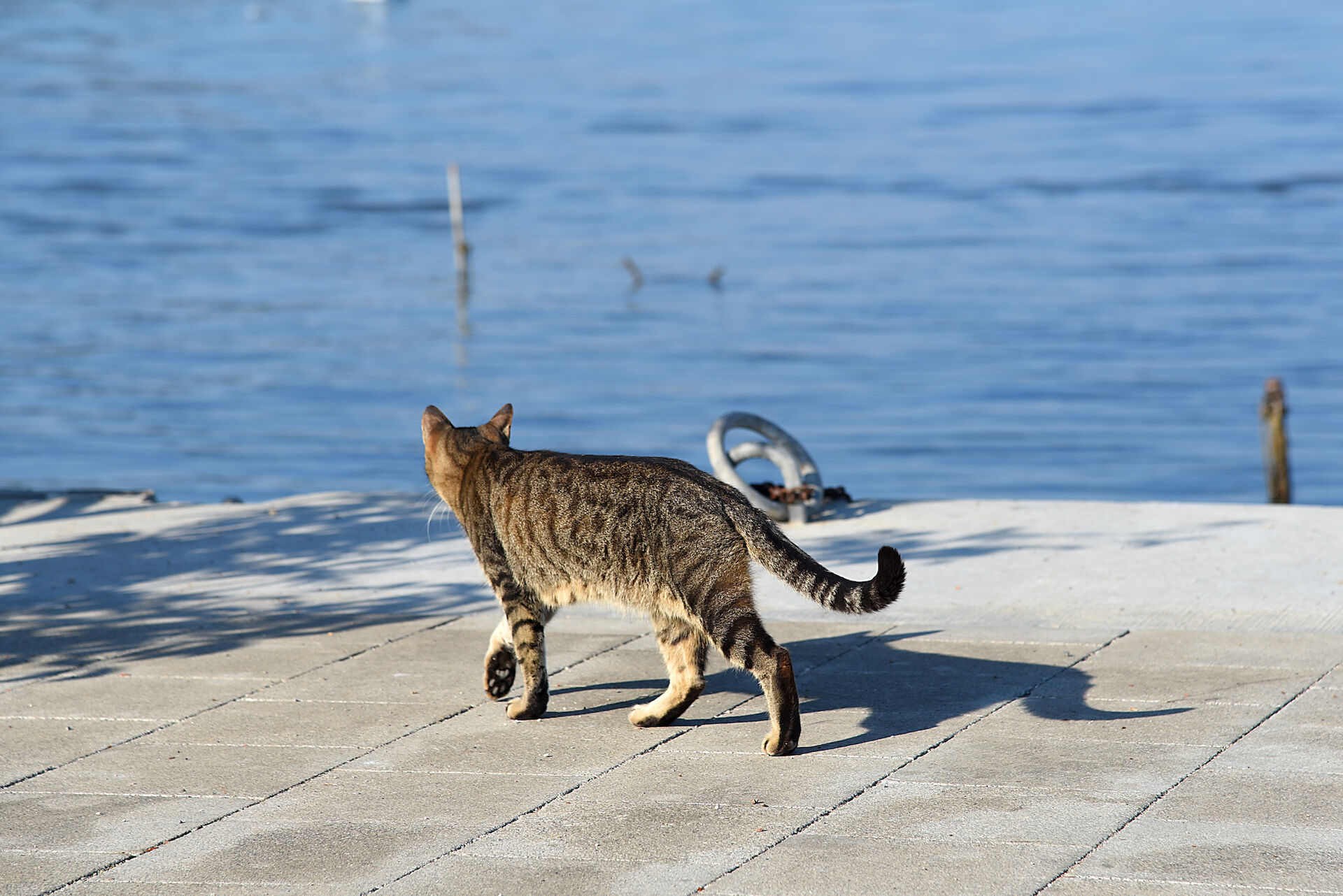 Eine Katze geht auf einer Uferpromenade Richtung Wasser.
