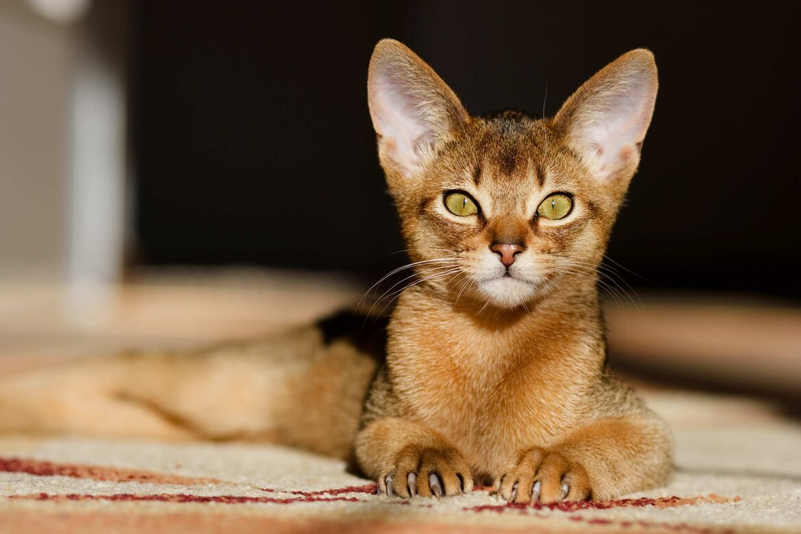 abessinierkatze-im-rasseportr-t-miamor