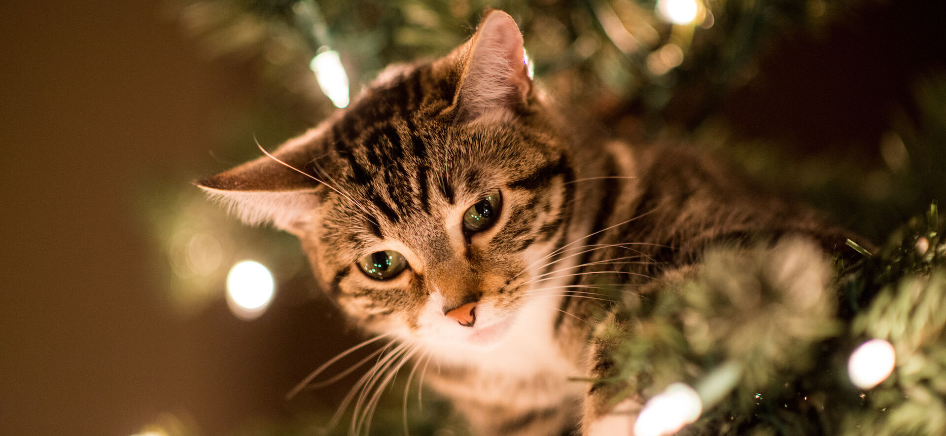 Weihnachtsgeschenke für Ihre Katze