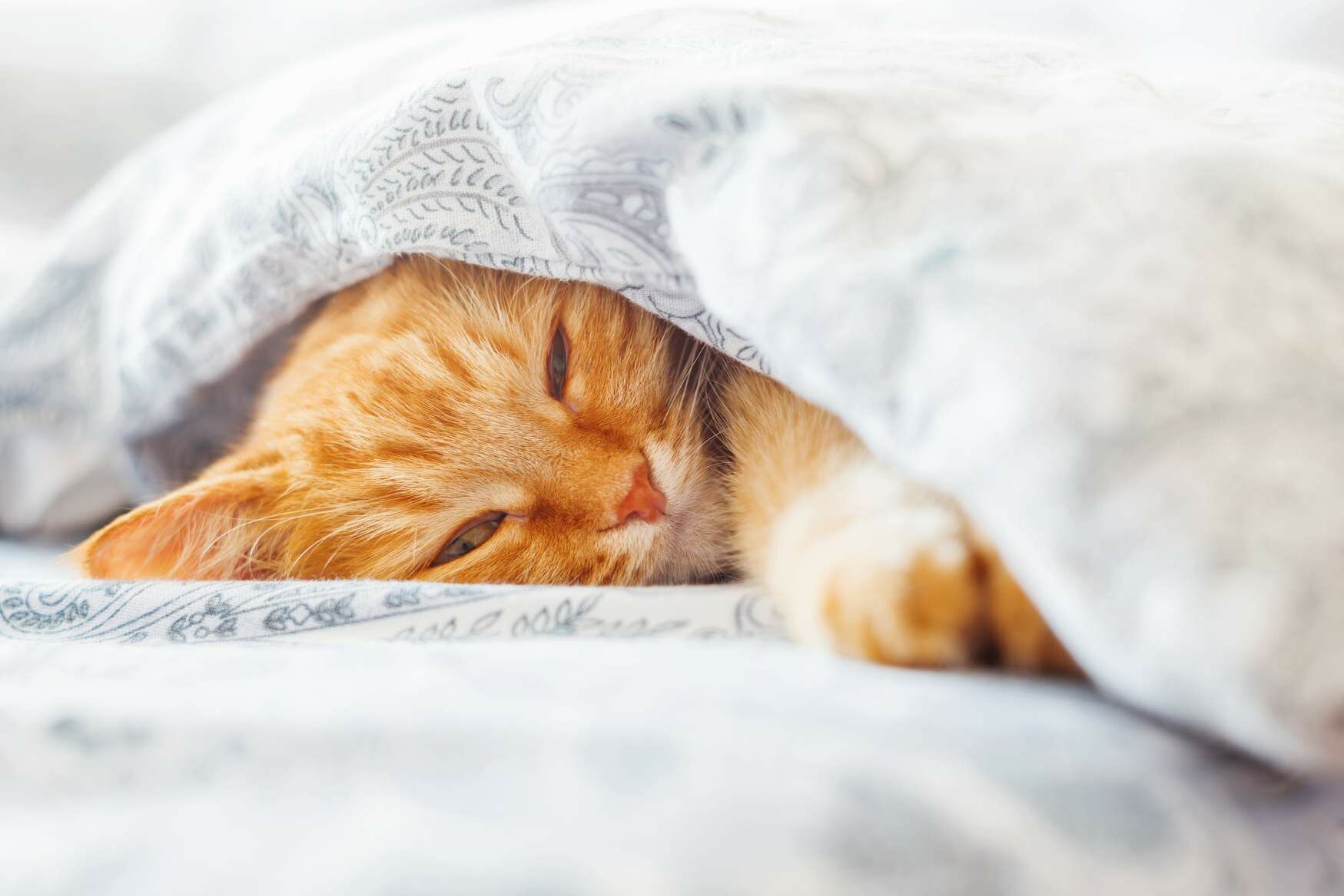 Eine Katze liegt mit halb geschlossenen Augen unter einer Bettdecke.