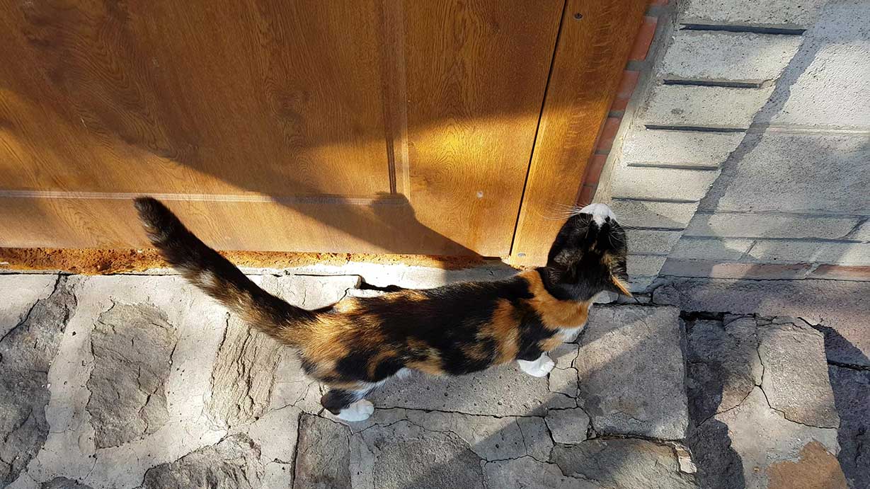 Katze steht vor Tür