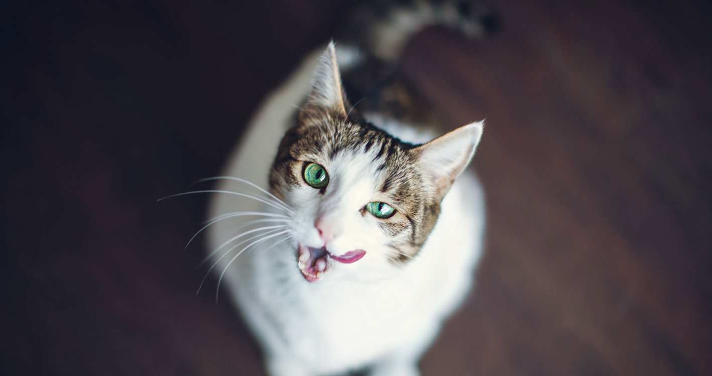 Eine weiße Katze mit grünen Augen schaut aus der Vogelperspektive zu dem Betrachter auf und leckt sich mit der Zunge über den Mund.