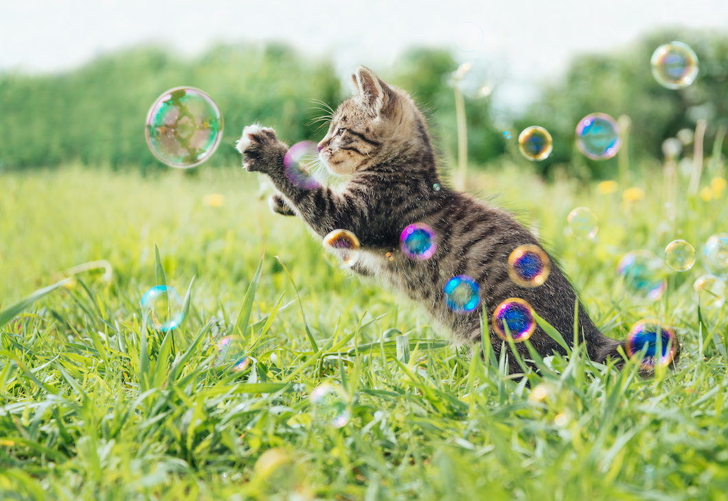 Eine Katze spielt mit Seifenblasen