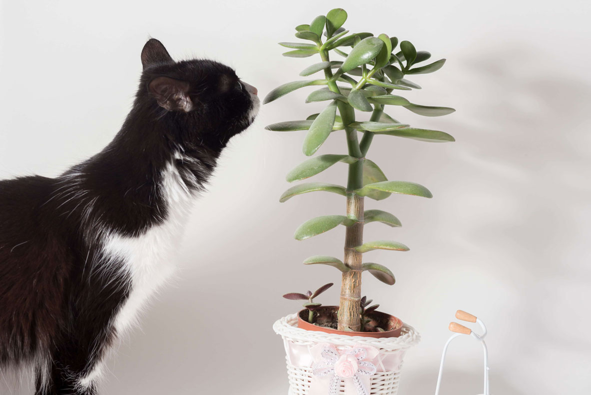 Eine schwarz weiße Katze, in einer Wohnung, reckt ihren Hals nach einem kleinen Geldbaum aus. 