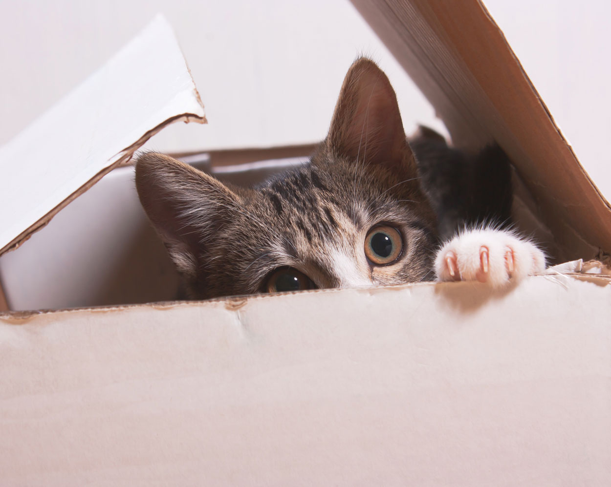Eine Katze schaut aus einem Karton hervor und reckt ihr linkes Pfötchen ins Frei.