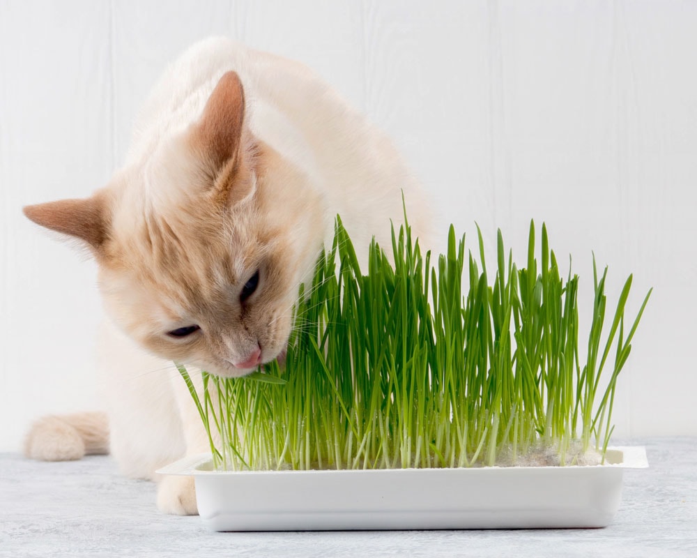 Giftige Zimmerpflanze für Ihre Katze? | Miamor