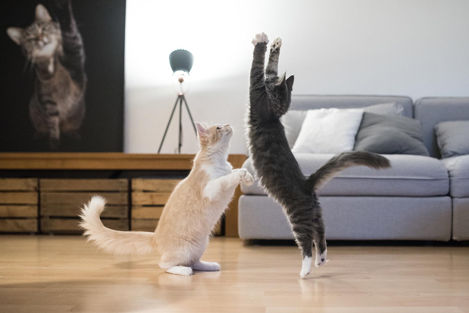 Zwei spielende Katzen springen hoch.