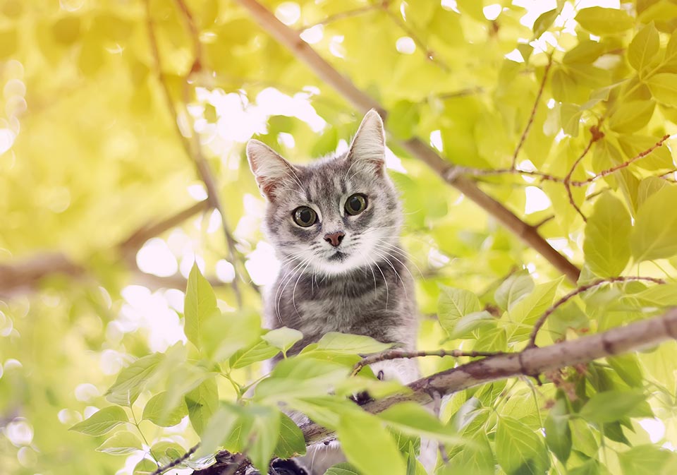 Eine auf dem Baum sitzende Katze schaut nach unten und blickt in die Kamera.