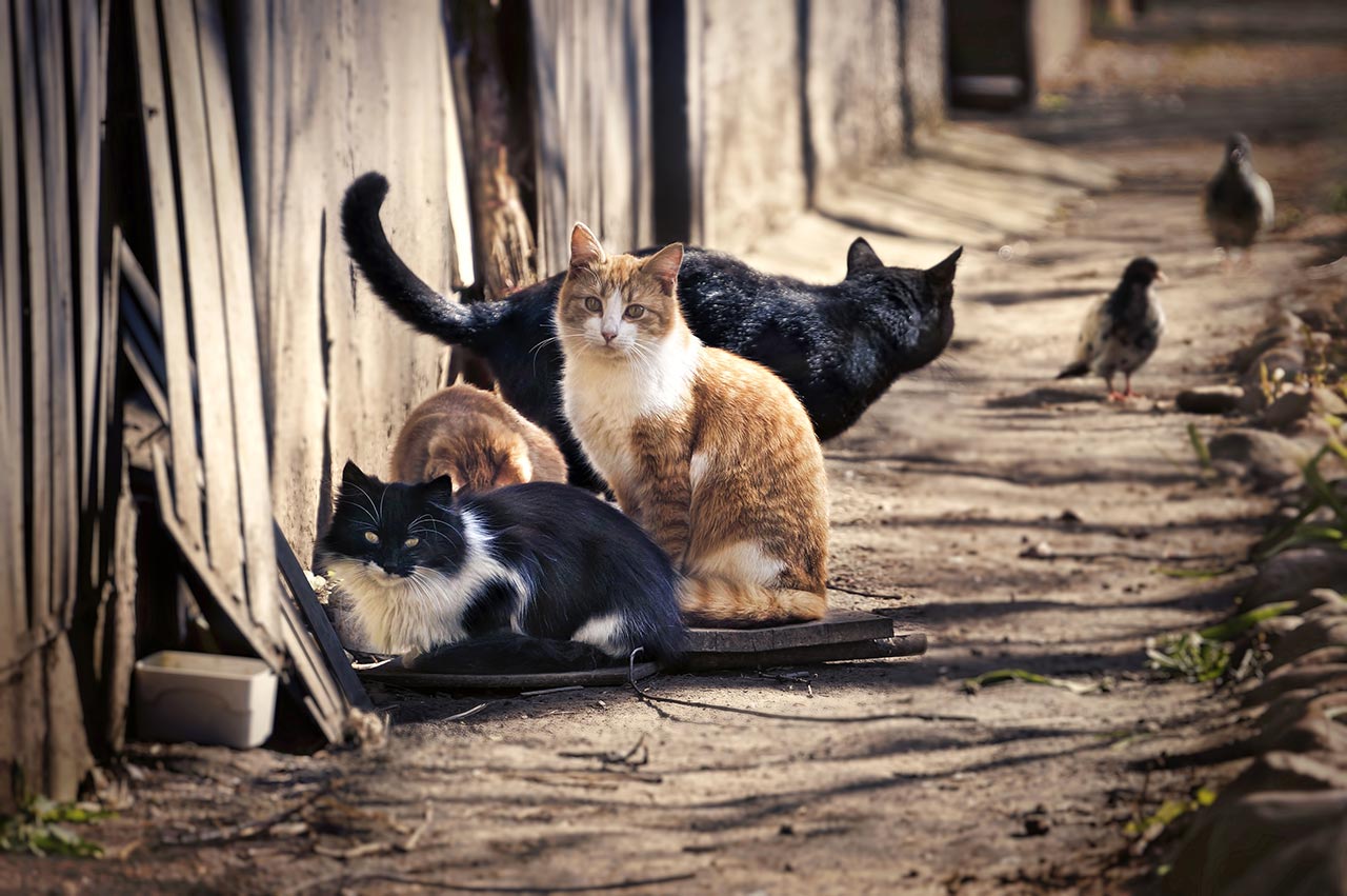 Mehrere Katzen sitzen an einem Holzzaun auf brauner Erde.