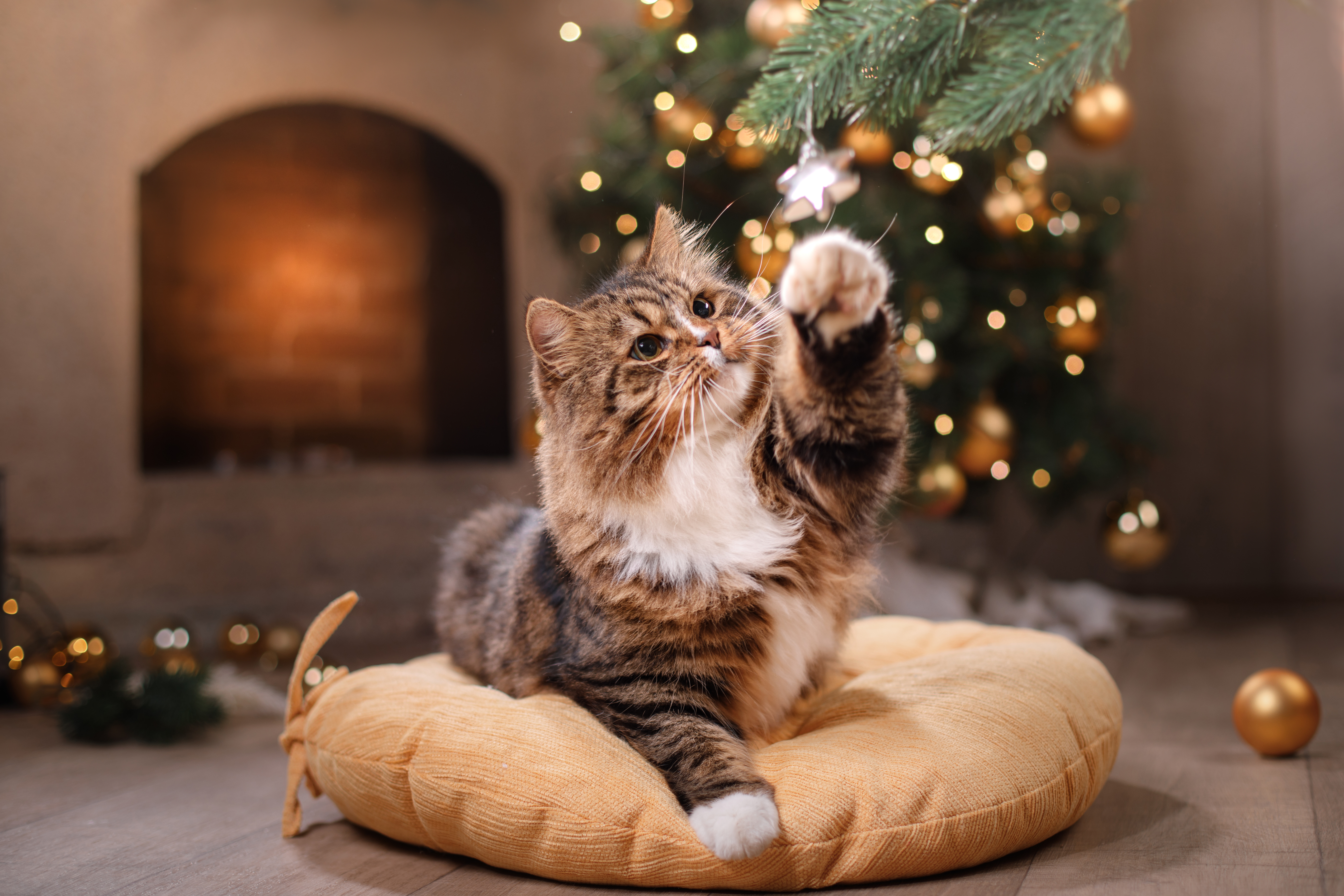 Katze unter Tannenbaum