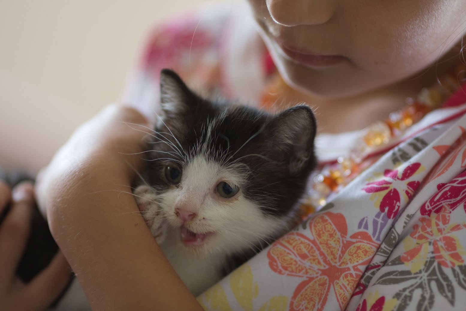 Eine kleine Katze schmiegt sich in die Arme eines Mädchens.