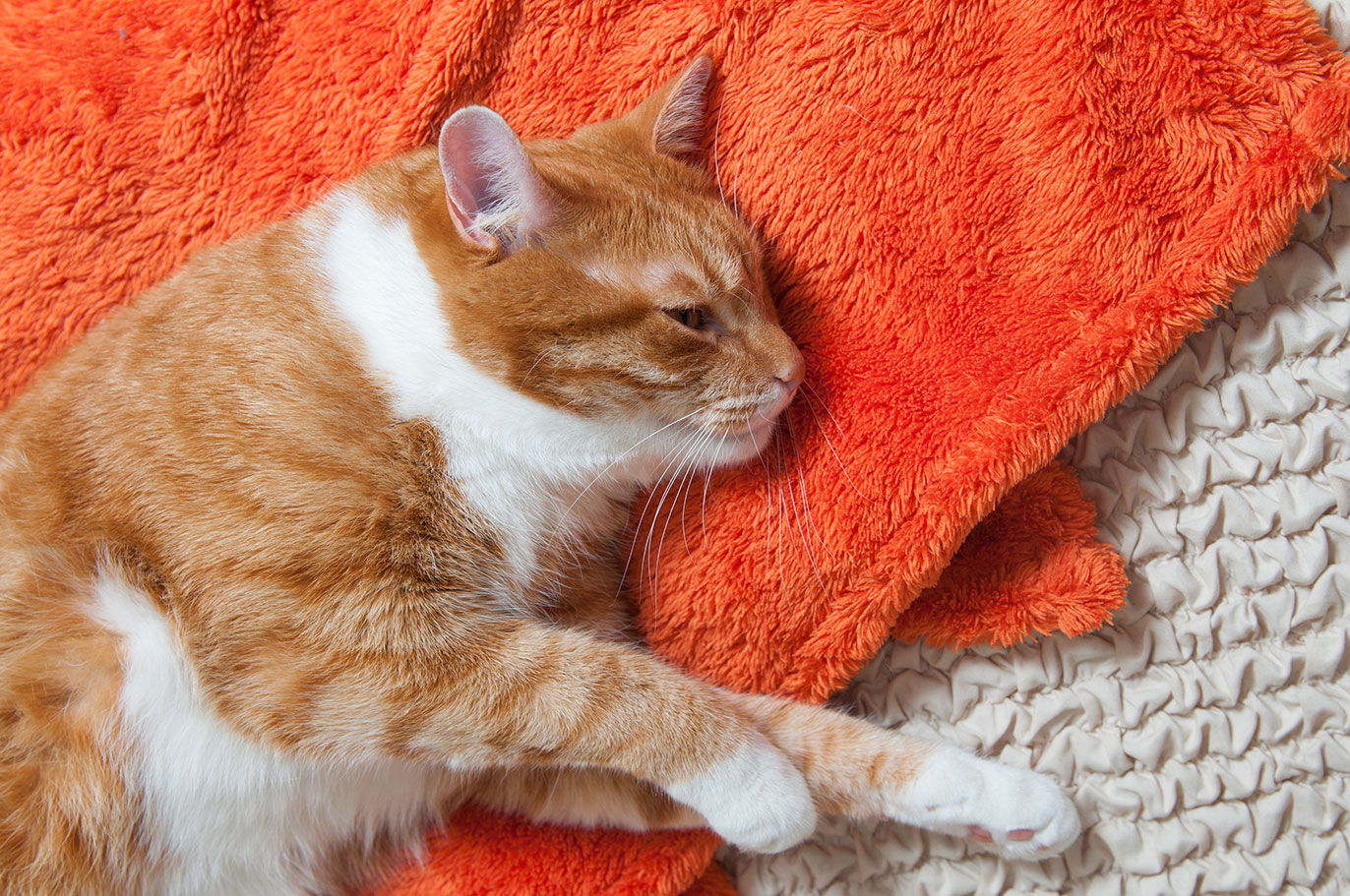 Giftig fr Katzen  7 gefhrliche Dinge | Miamor