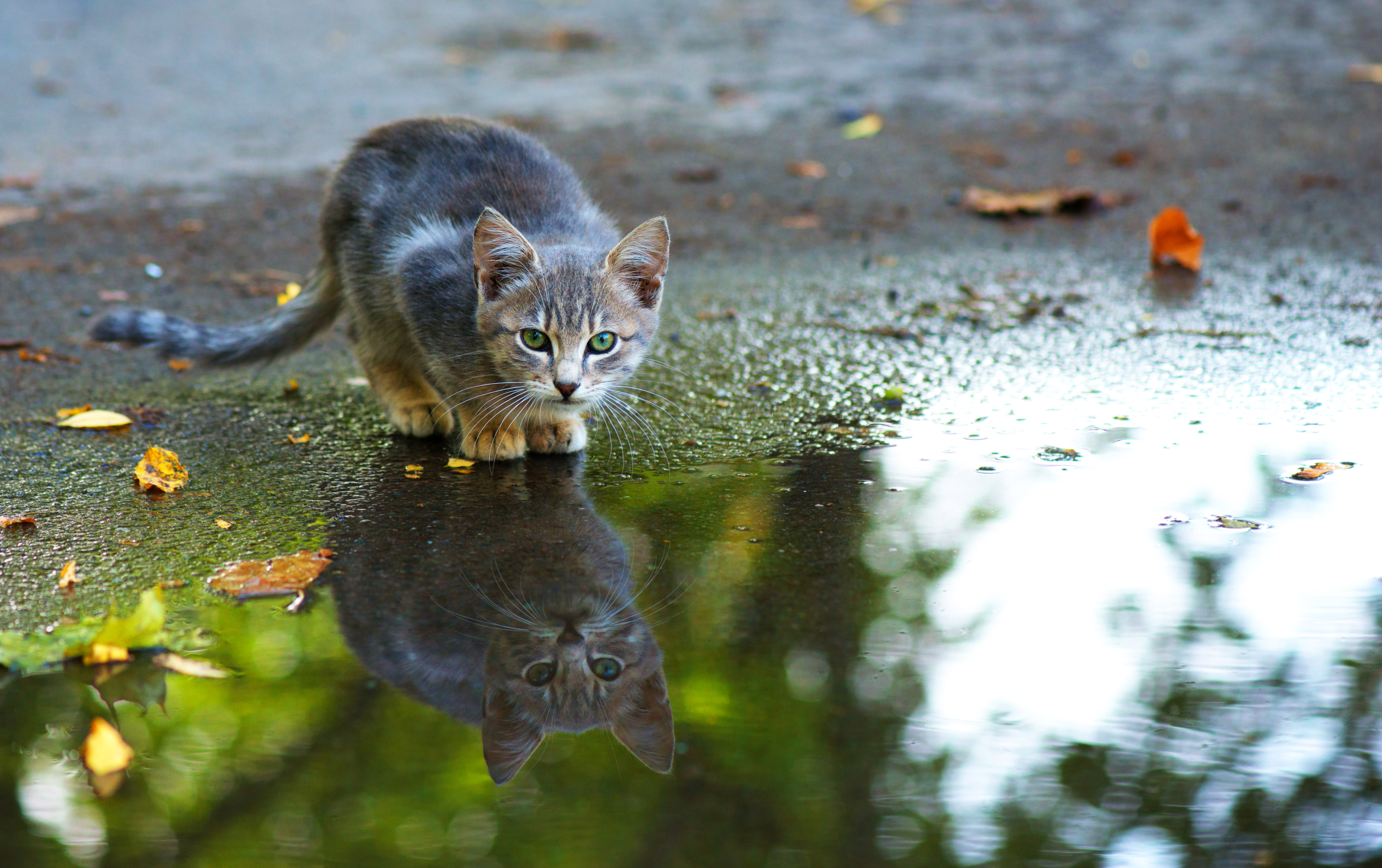 Eine Katze hockt vor einer Pfütze und spiegelt sich darin.