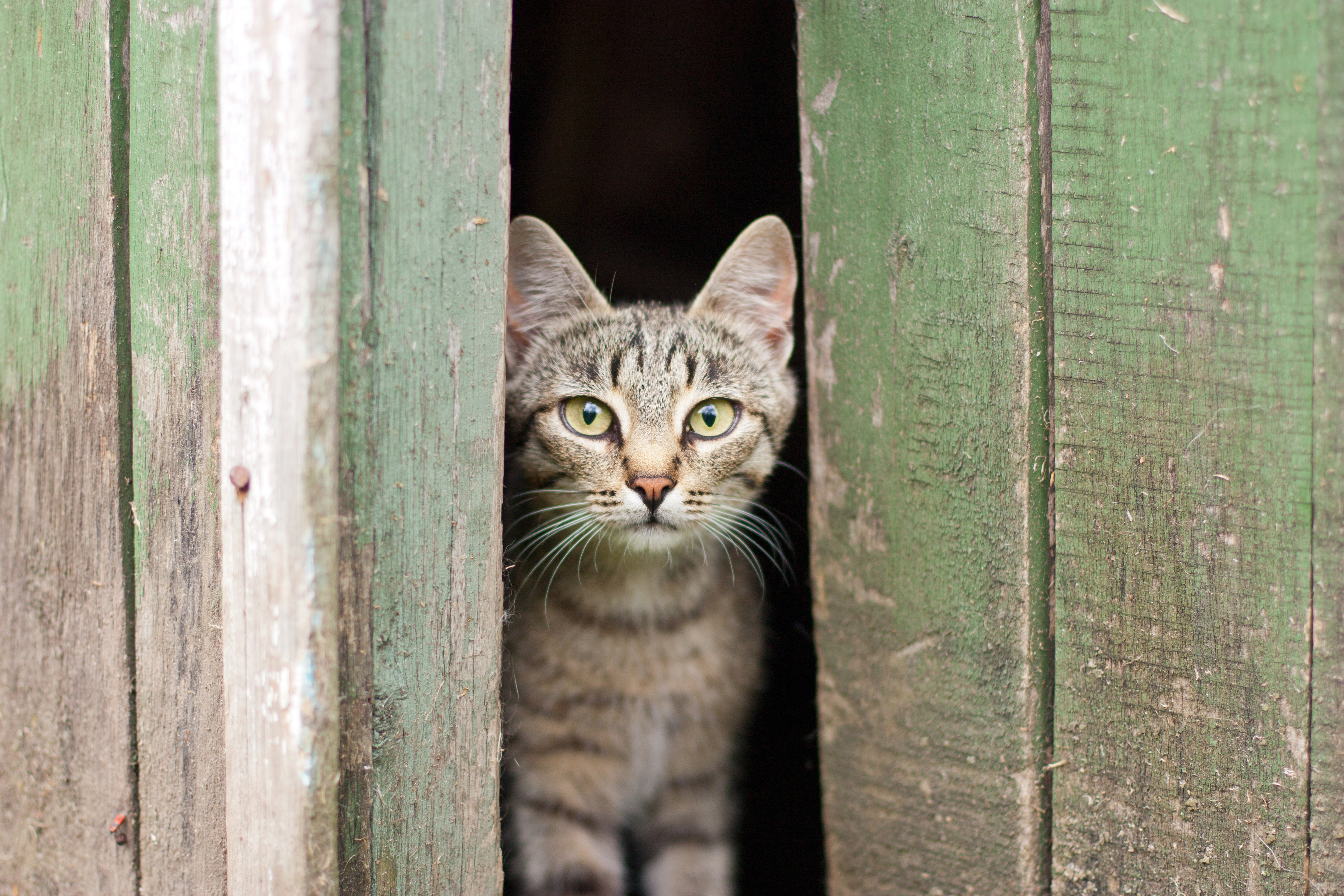 Eine Katze steht in der Öffnung eines Holzschuppens.