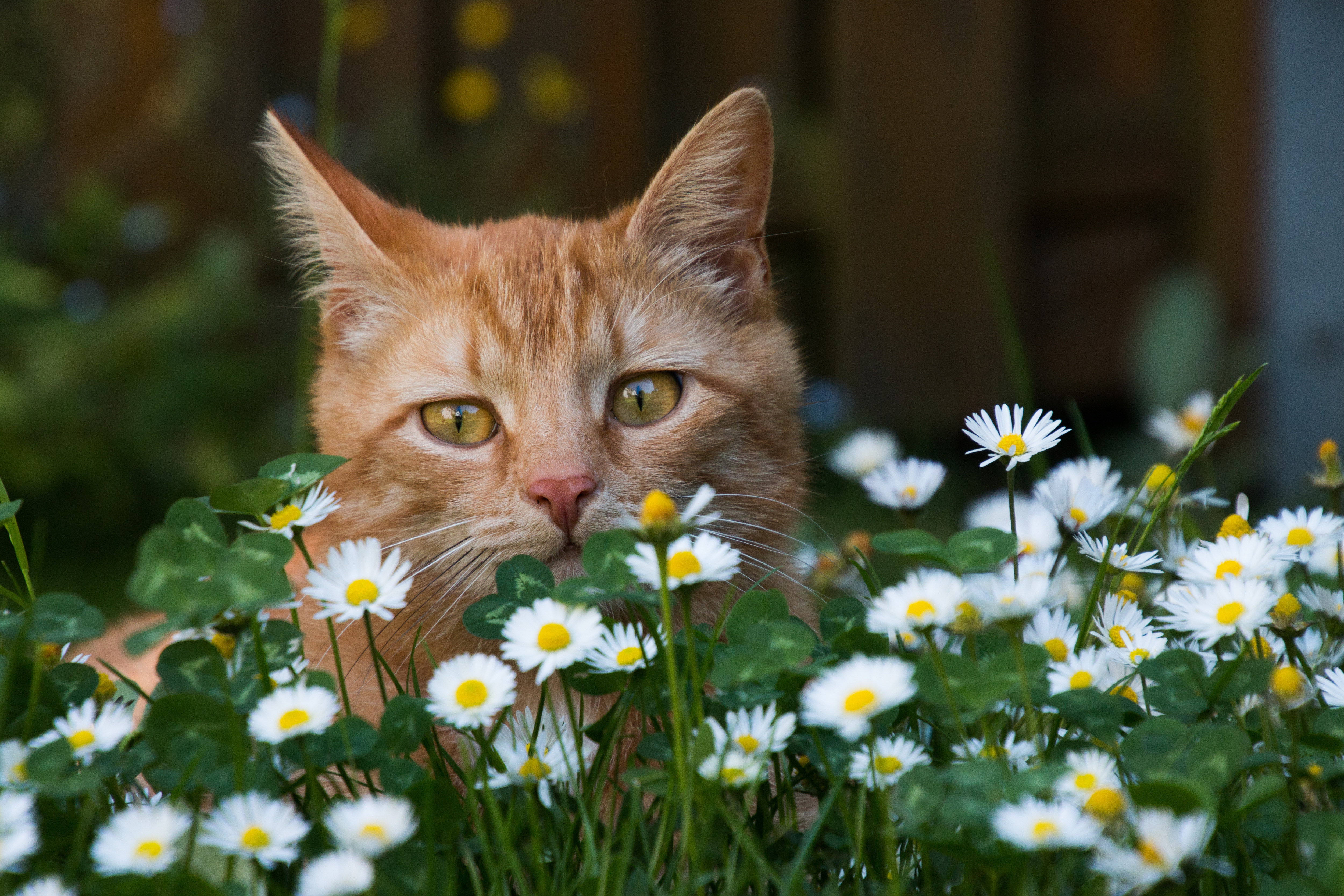 Eine Katze lauert in einer Wiese, beide Ohren zeigen in unterschiedliche Richtungen.