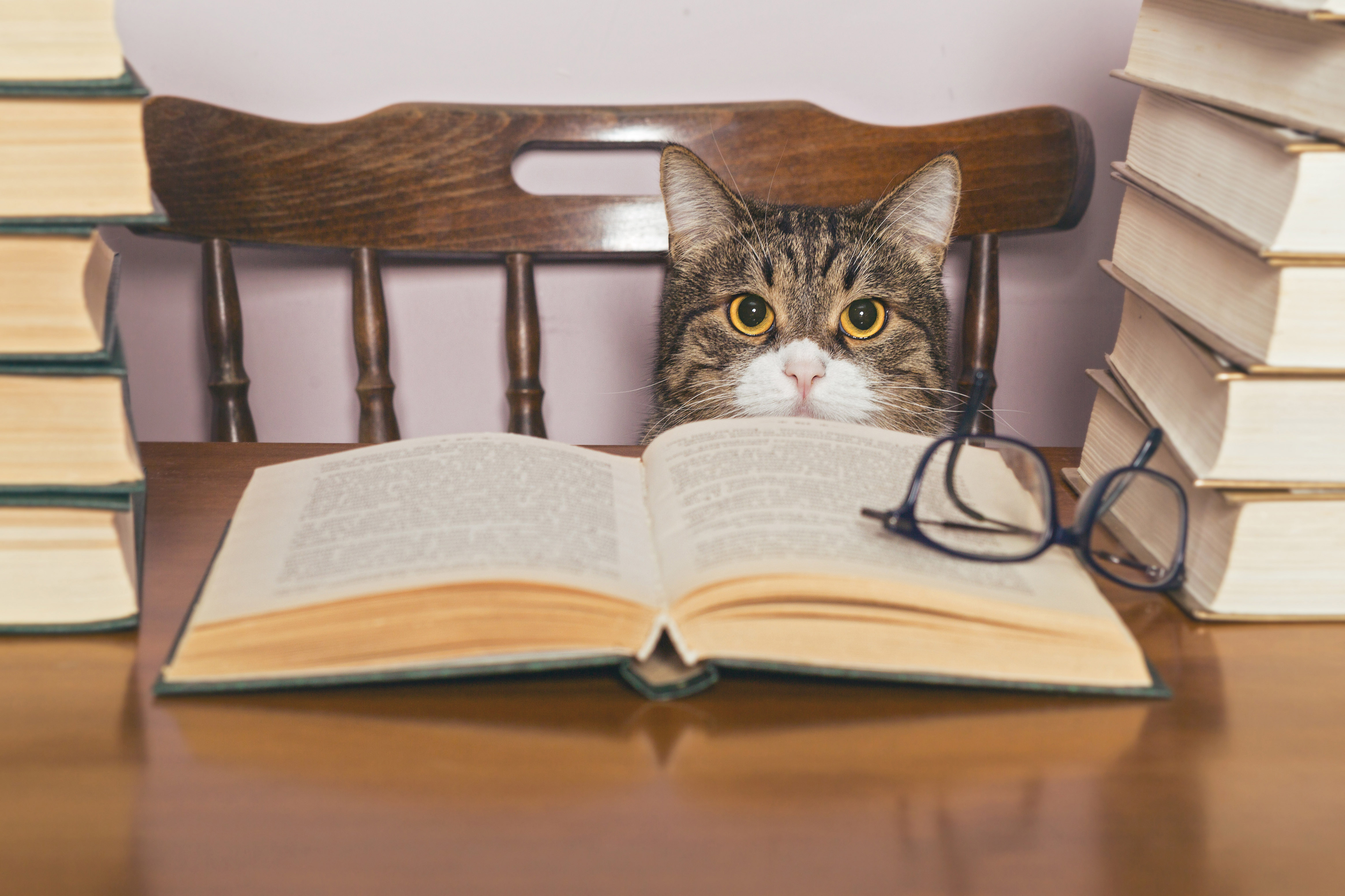 Katze sitzt auf Stuhl an Schreibtisch, auf dem ein aufgeschlagenes Buch liegt, rechts und links Bücherstapel.