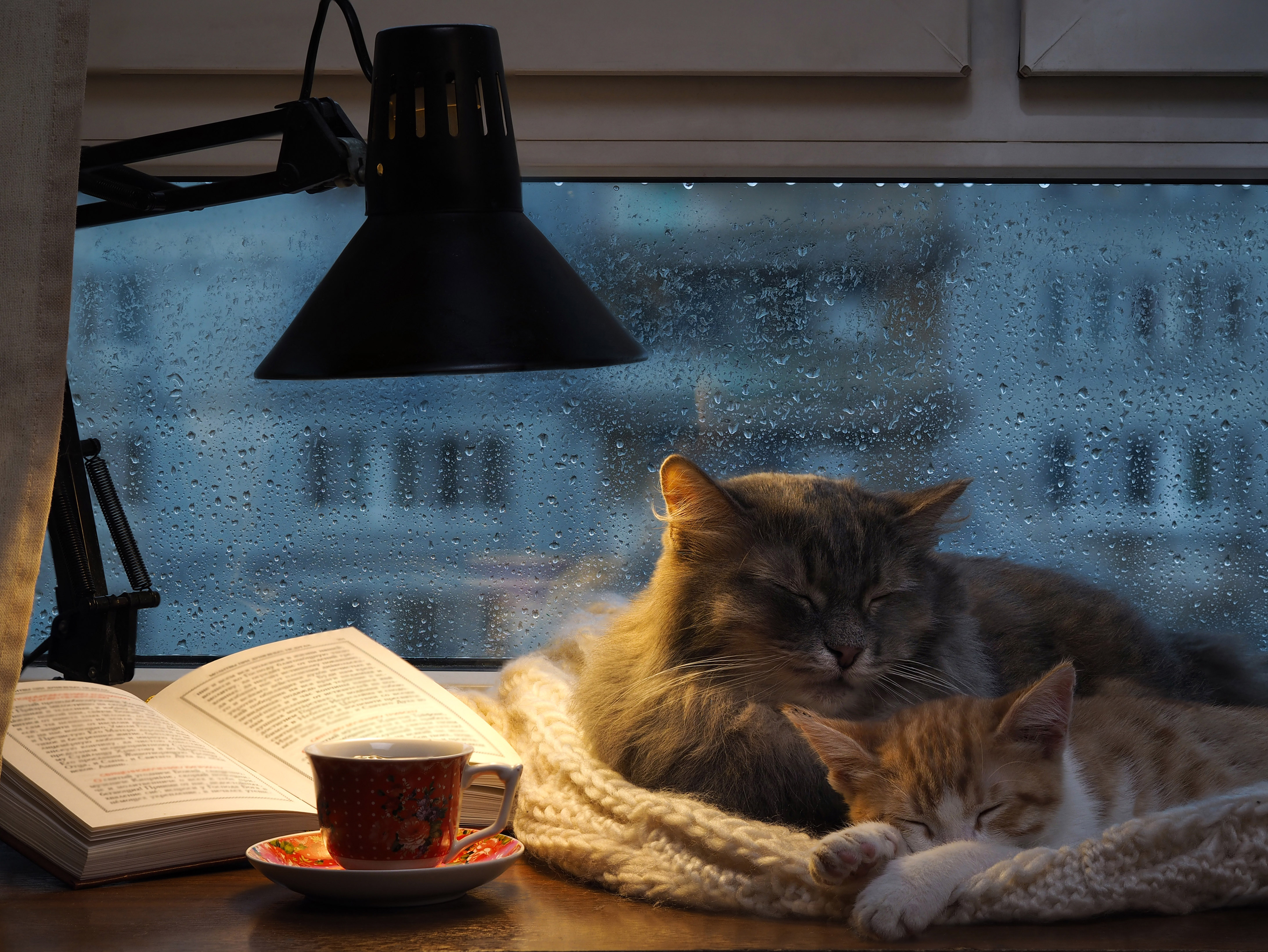 Zwei Katzen kuscheln sich bei Regenwetter in ihrem gemütlichen Zuhause zusammen.