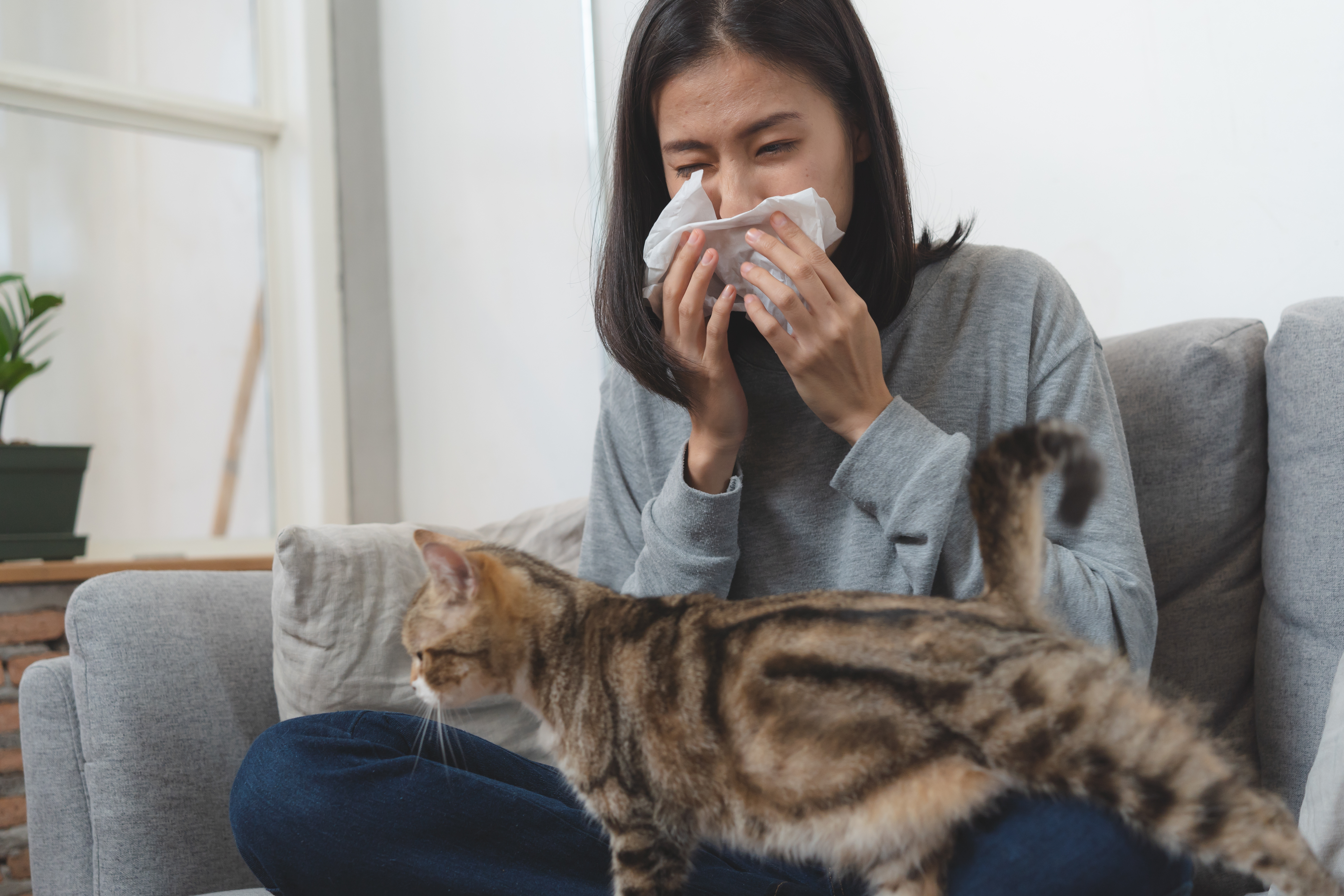 Frau sitzt auf Sofa und putzt sich die Nase mit einem Taschentuch, während eine Katze über ihre Beine klettert.