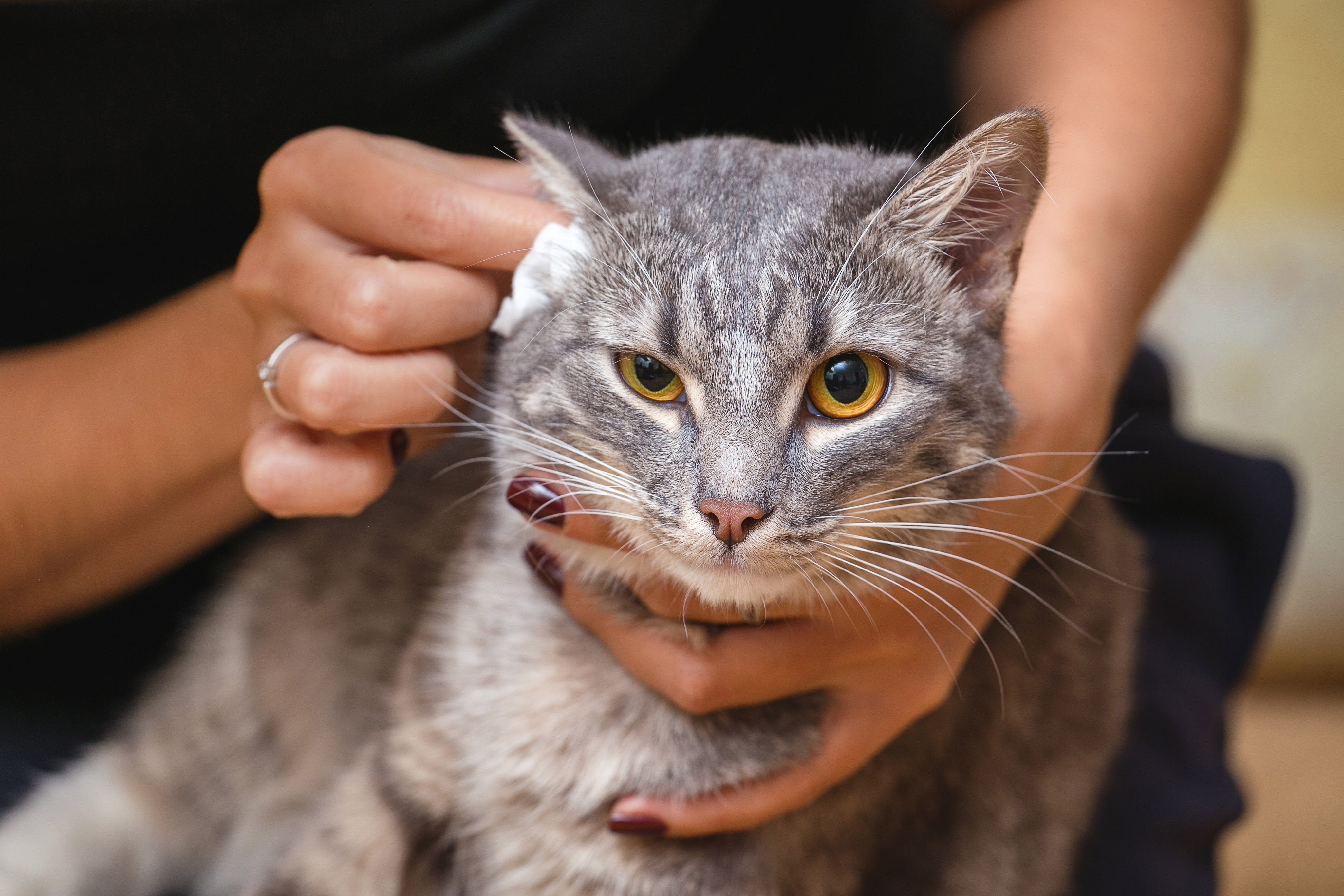 Frau hält eine Katze fest und reinigt ihr die Ohren mit einem Tuch. 