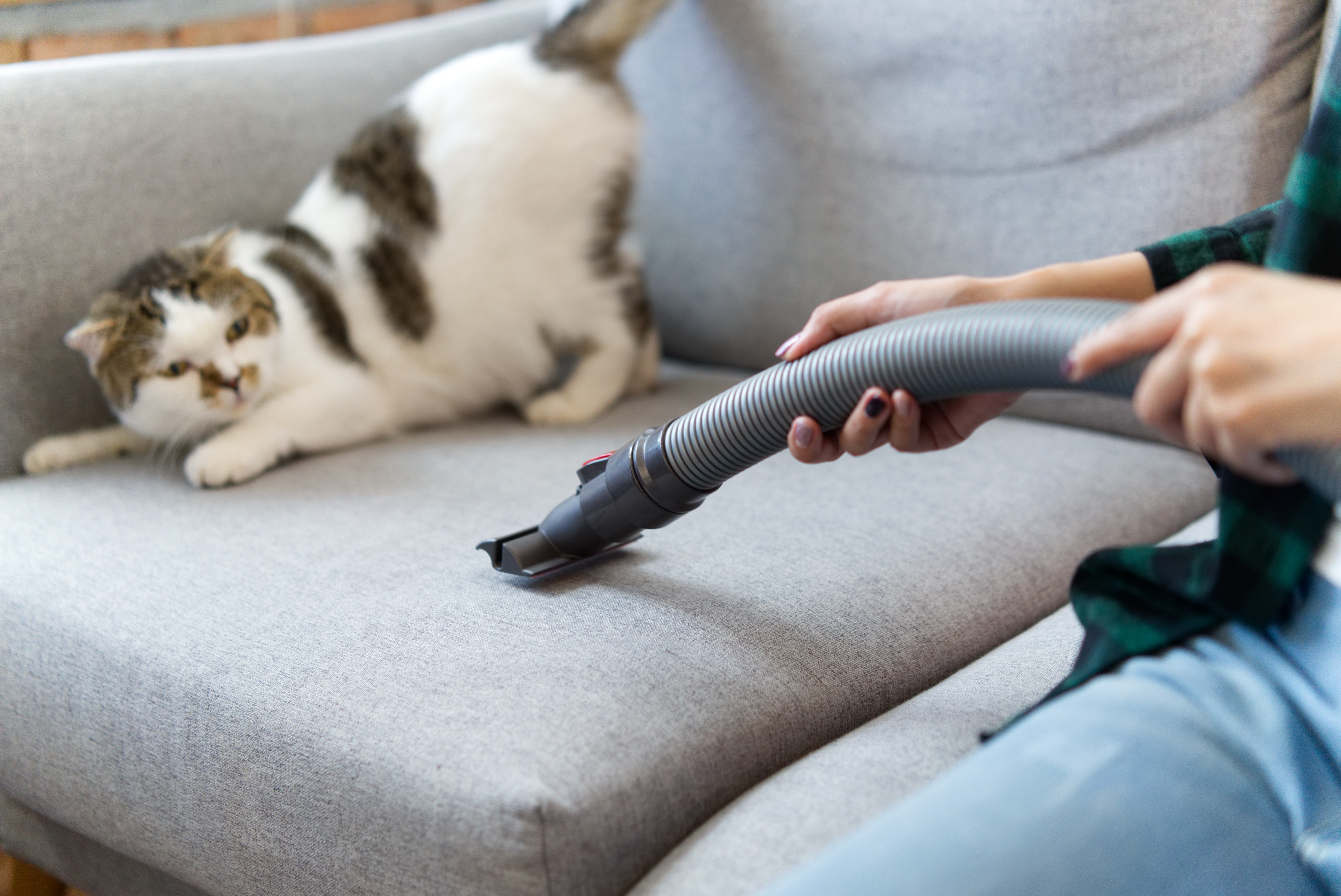 Frau saugt Sofa, auf dem eine Katze vor der Staubsaugerdüse zurückweicht.