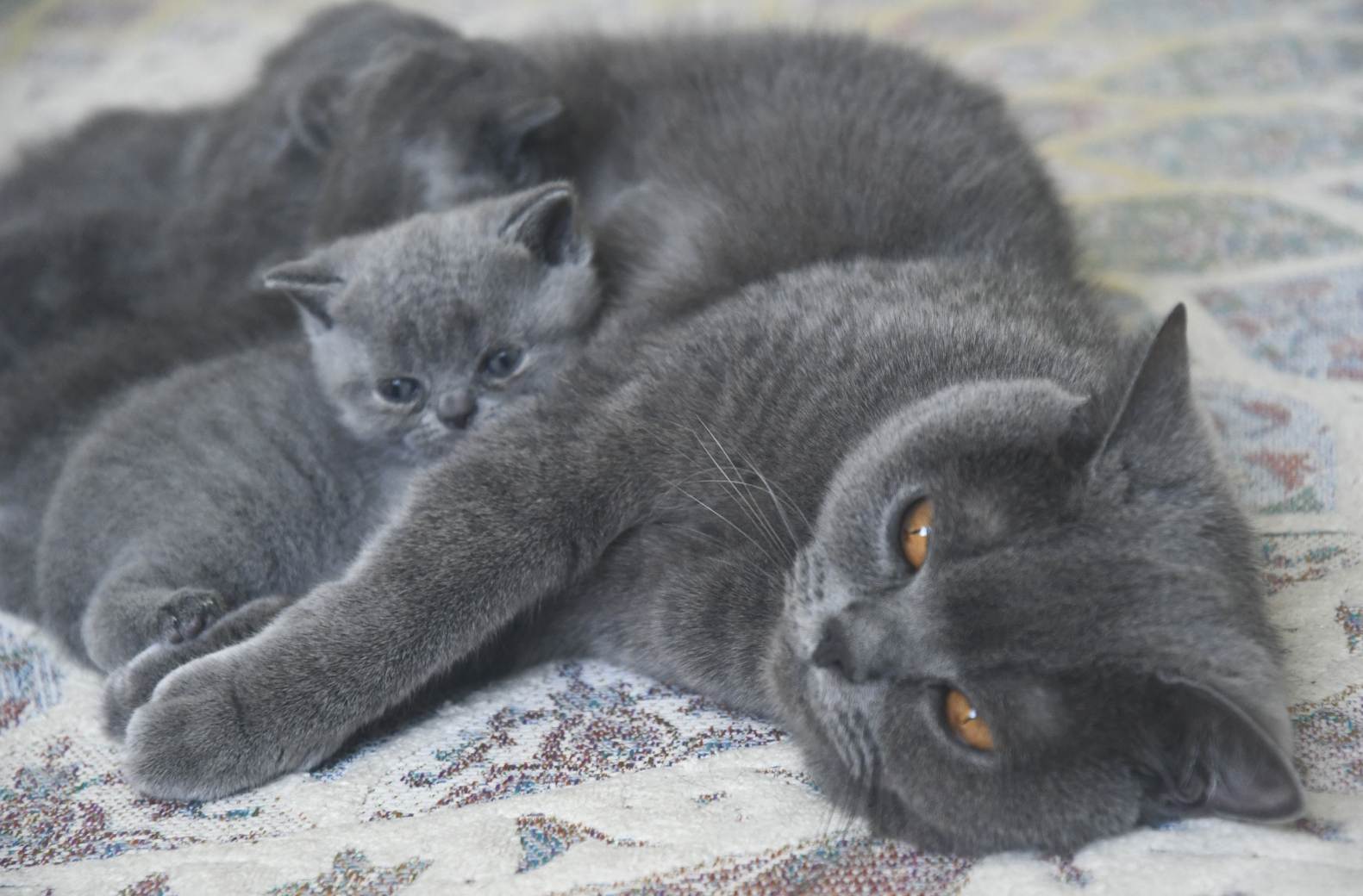 Ein Kitten und die Katzenmama liegen auf einer Decke und kuscheln.