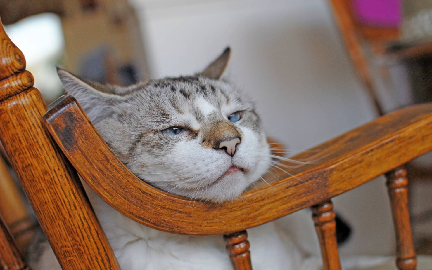 Alte Katze liegt mit Kopf auf Lehne im Schaukelstuhl.