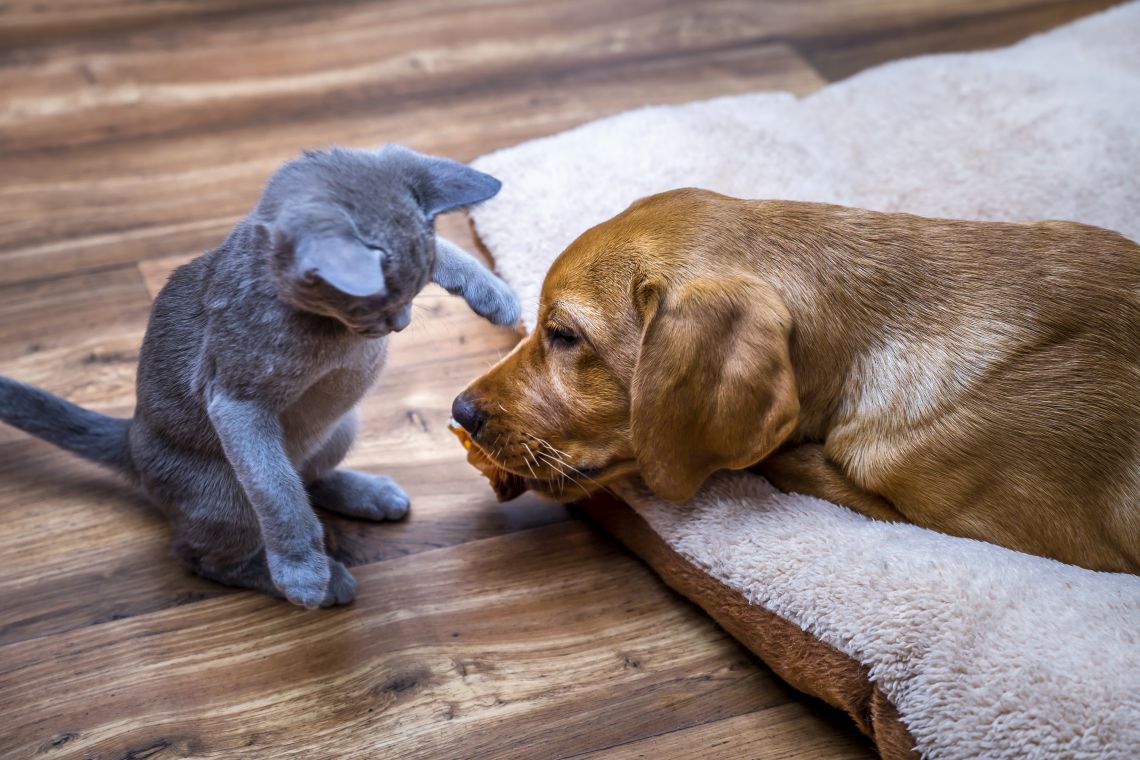Ein Katzenbaby spielt mit einem Junghund.